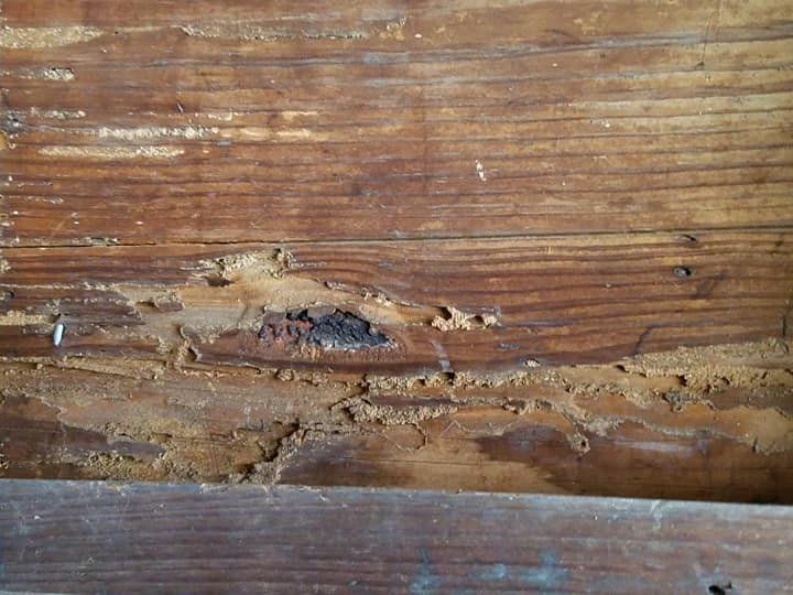 Termites Damage