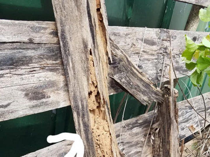 termites damage