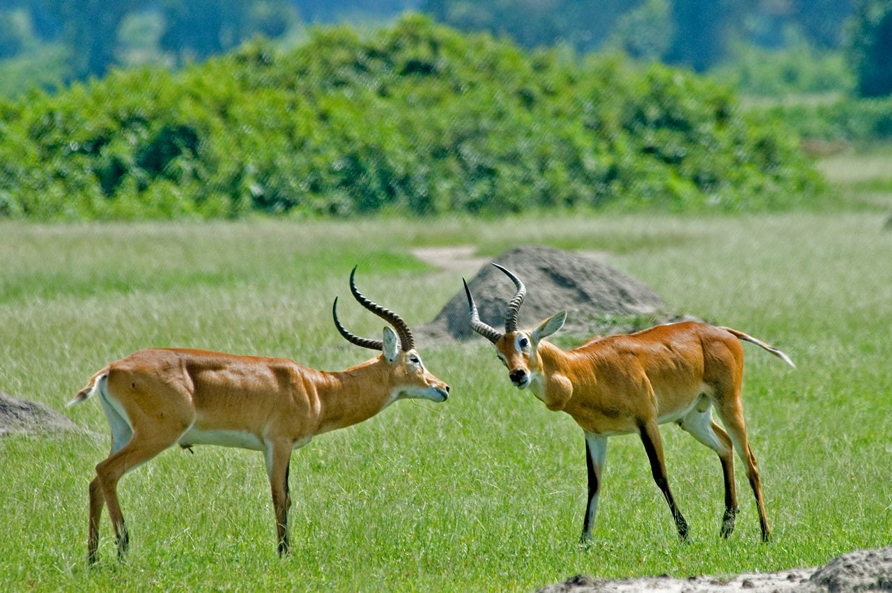 Two male red lechwes with curved horns in a grassy field; green background with trees.