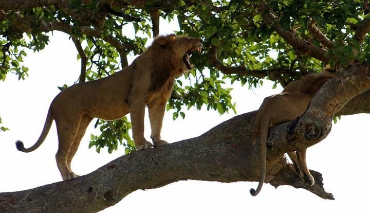 Two male lions in a tree; one roars, other rests. Green foliage, tan fur.