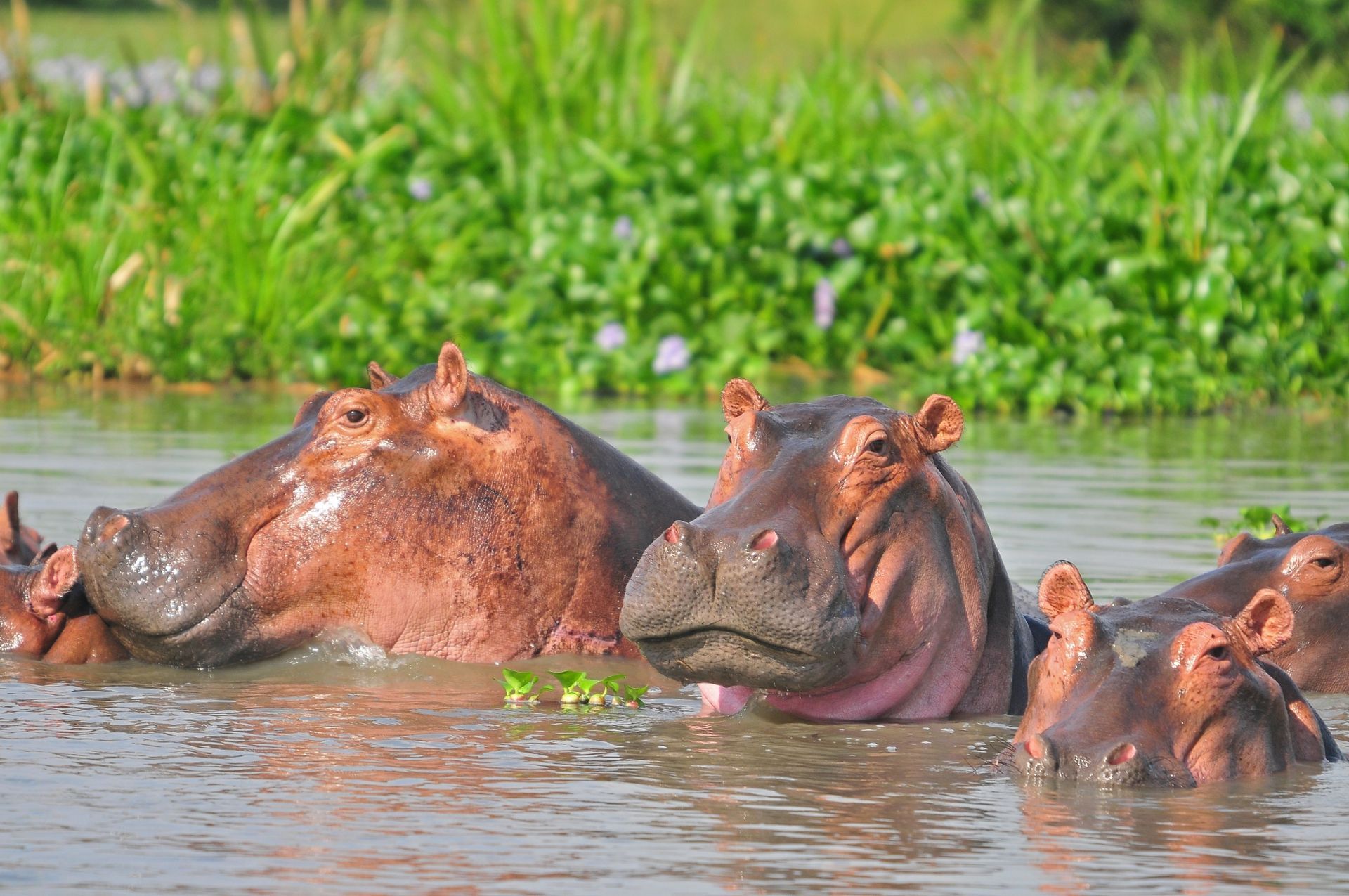 Hippos in water, two adults and several youngsters, brown skin, green plants in background.