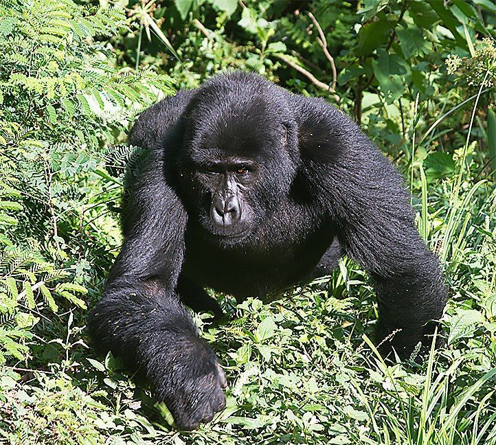 Silverback gorilla in lush green vegetation, looking directly at the viewer.