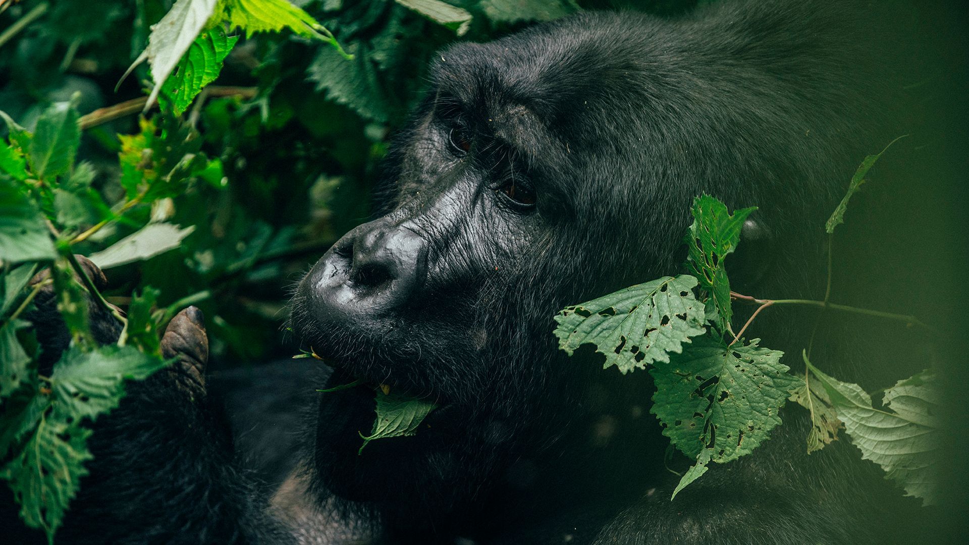 Silverback gorilla eating leaves in lush green foliage.
