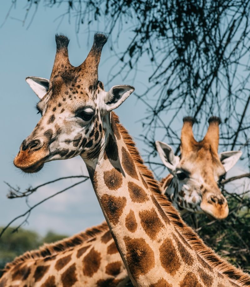 Two giraffes with brown patterned coats, eating from a tree, against a blue sky.