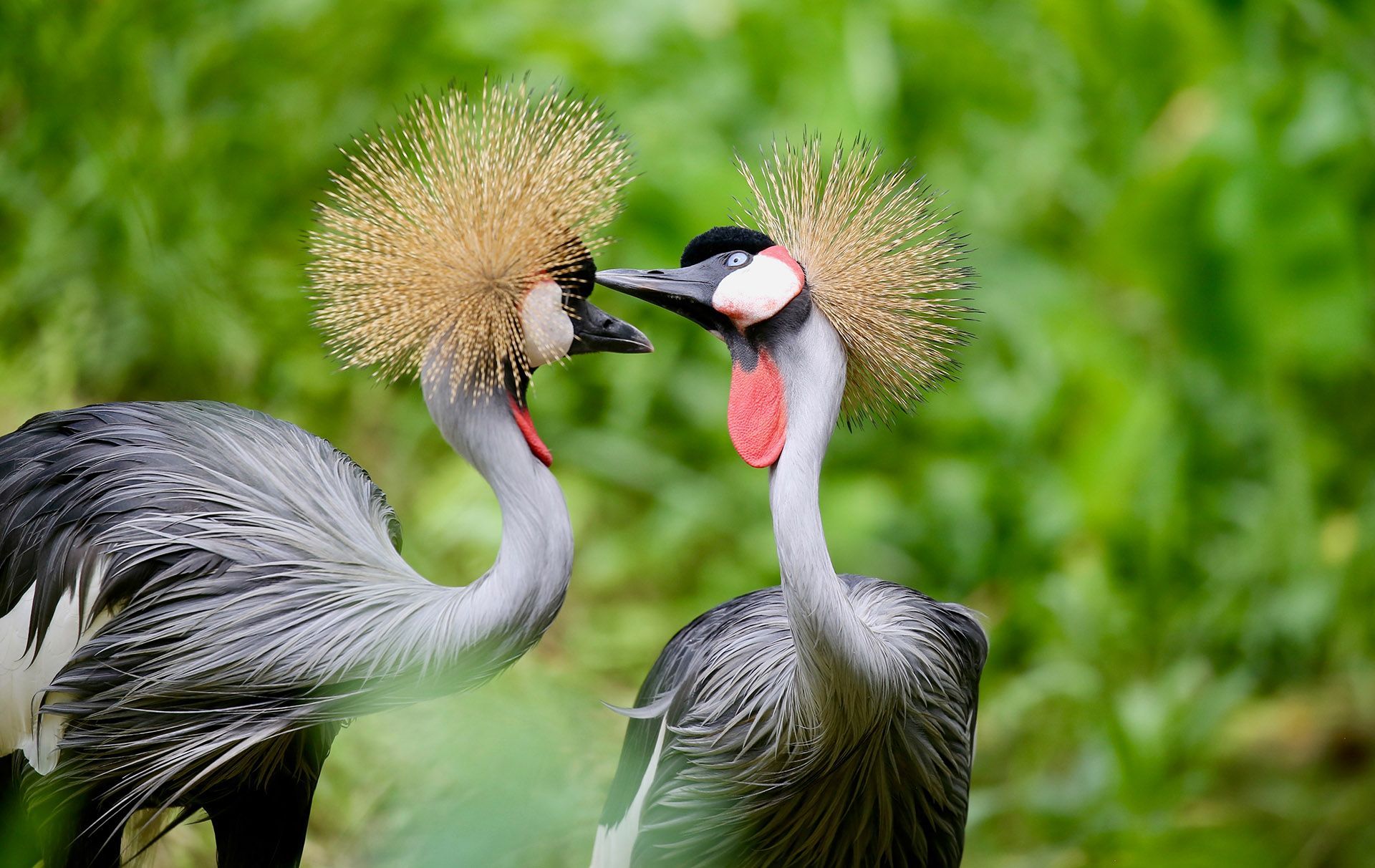 Two Grey Crowned Cranes, heads touching, facing each other. They have yellow crowns, red throat wattles, and gray plumage.
