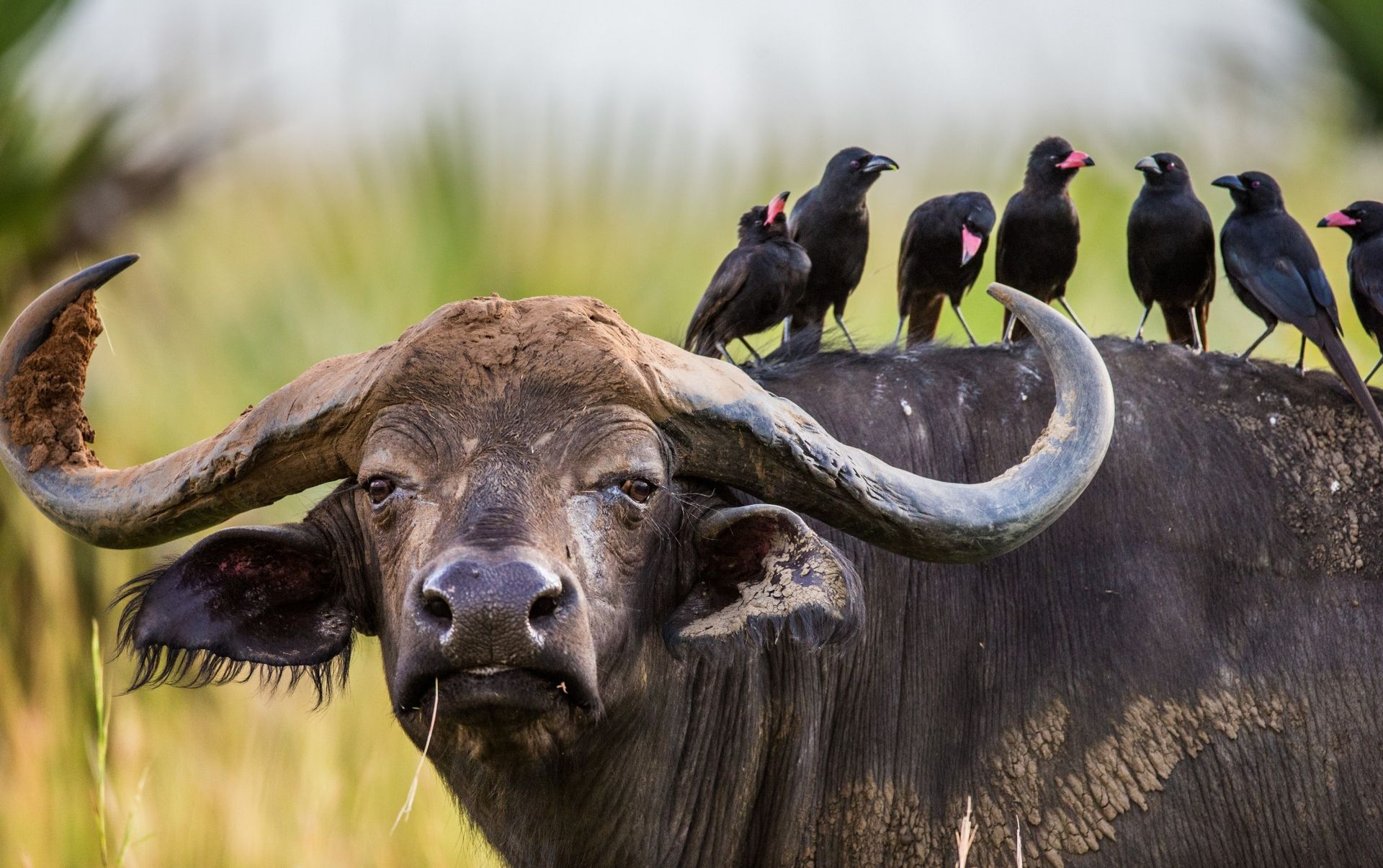 Cape buffalo with black birds perched on its back; wildlife in a grassy field.