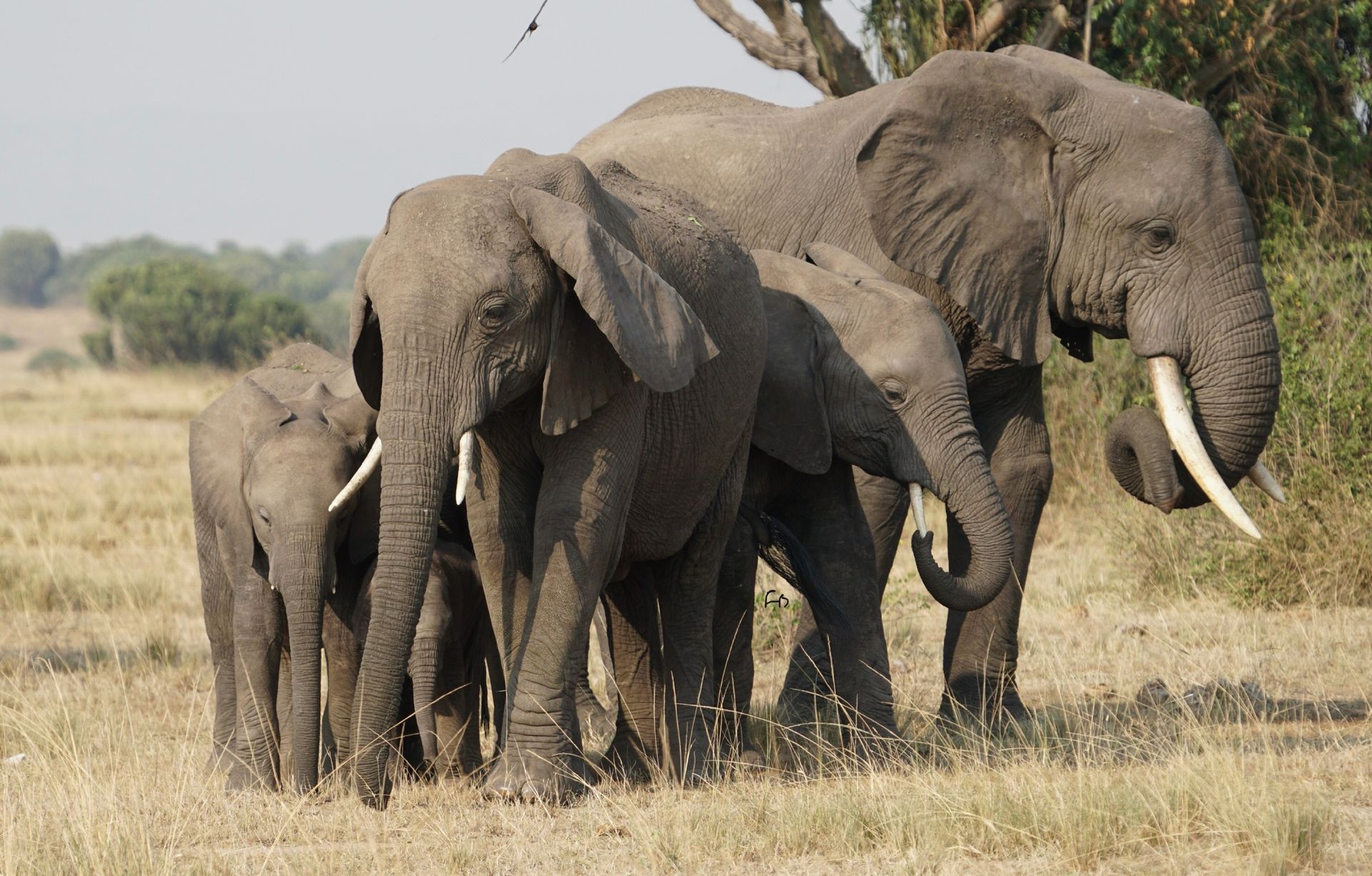 A herd of African elephants standing in a grassy field under a sunny sky.
