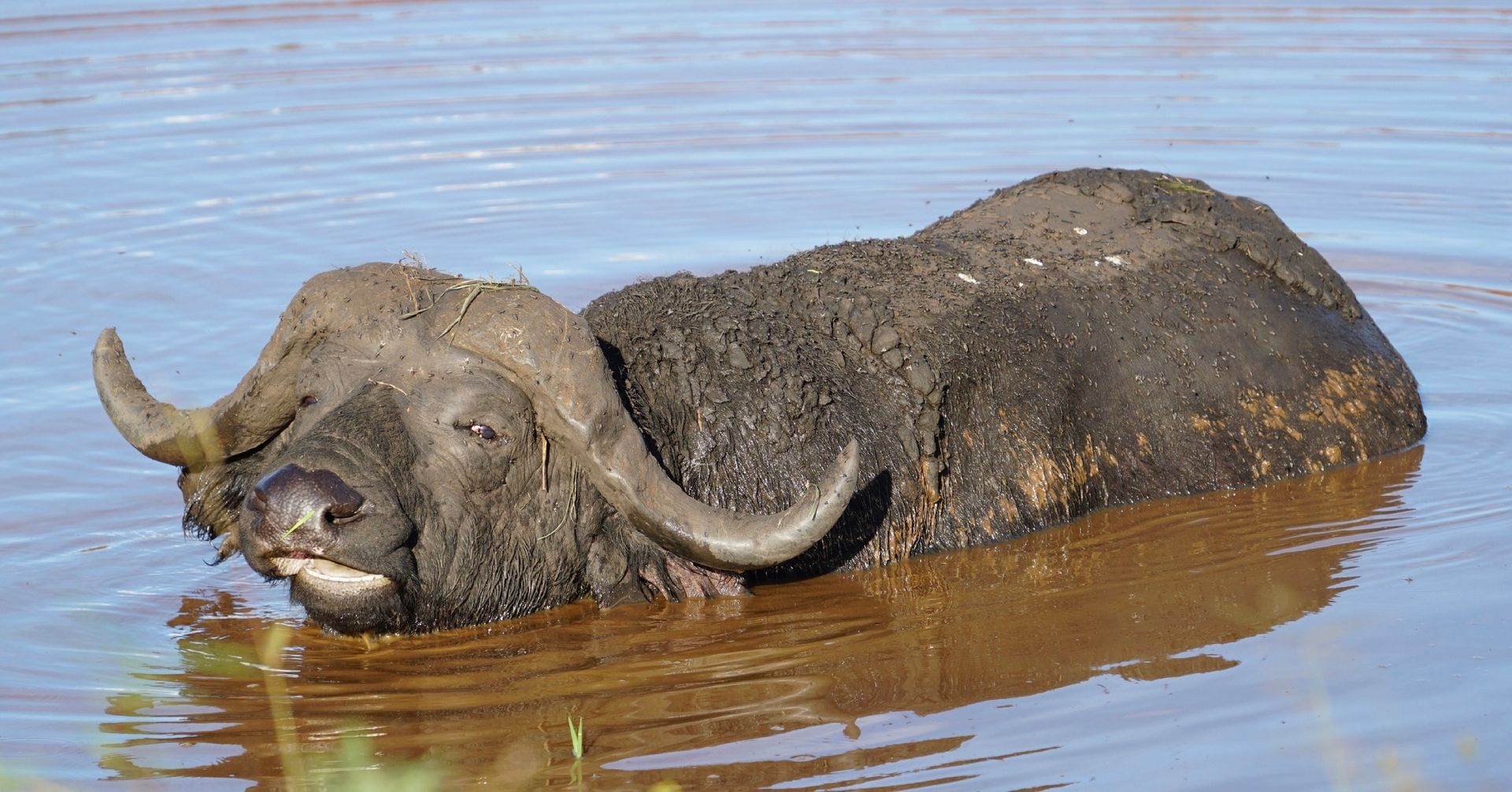 Cape buffalo wallowing in brown water, covered in mud, with curved horns.