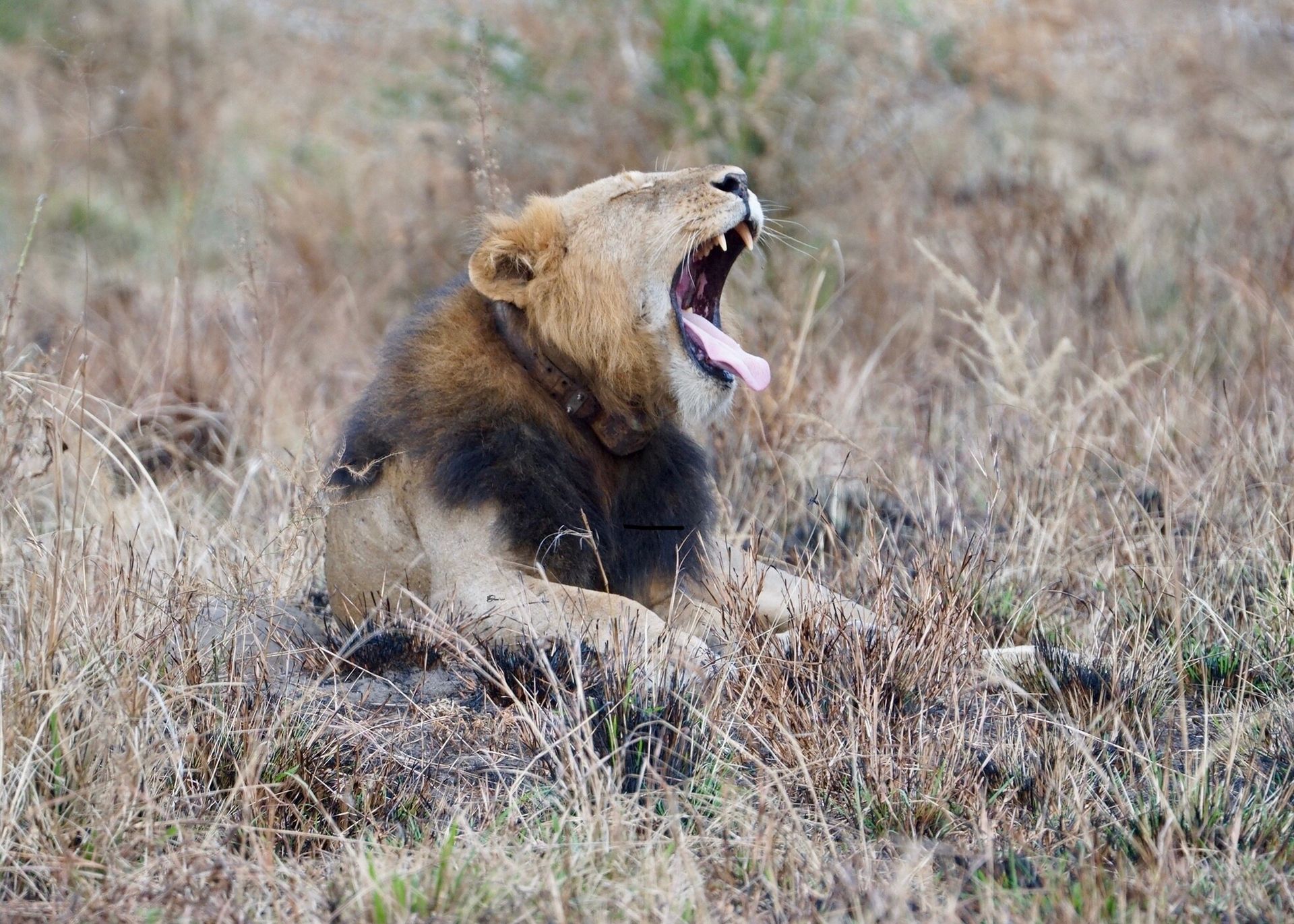 Lion yawning in dry, grassy savanna; tan and black fur, open mouth with visible pink tongue.
