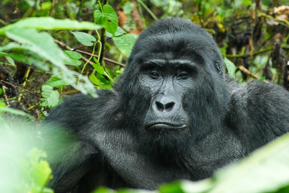 Silverback gorilla in lush green forest, looking directly at the viewer.