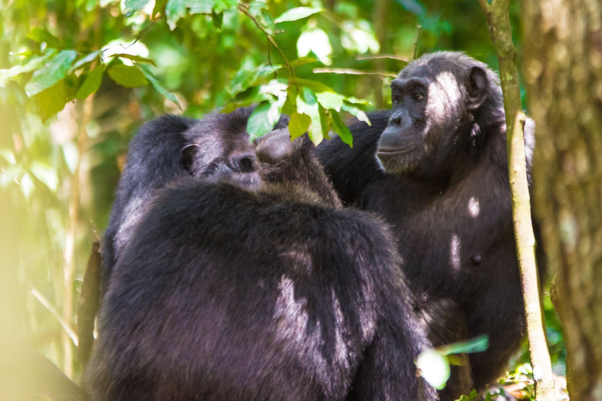 Three chimpanzees in a lush green forest, interacting with each other.