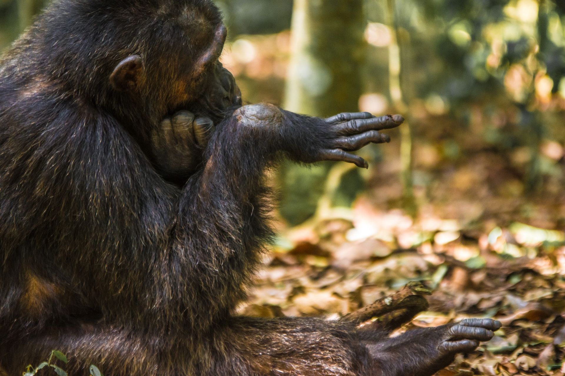Chimpanzee sitting in a forest, holding its hand to its mouth while pointing with the other hand.