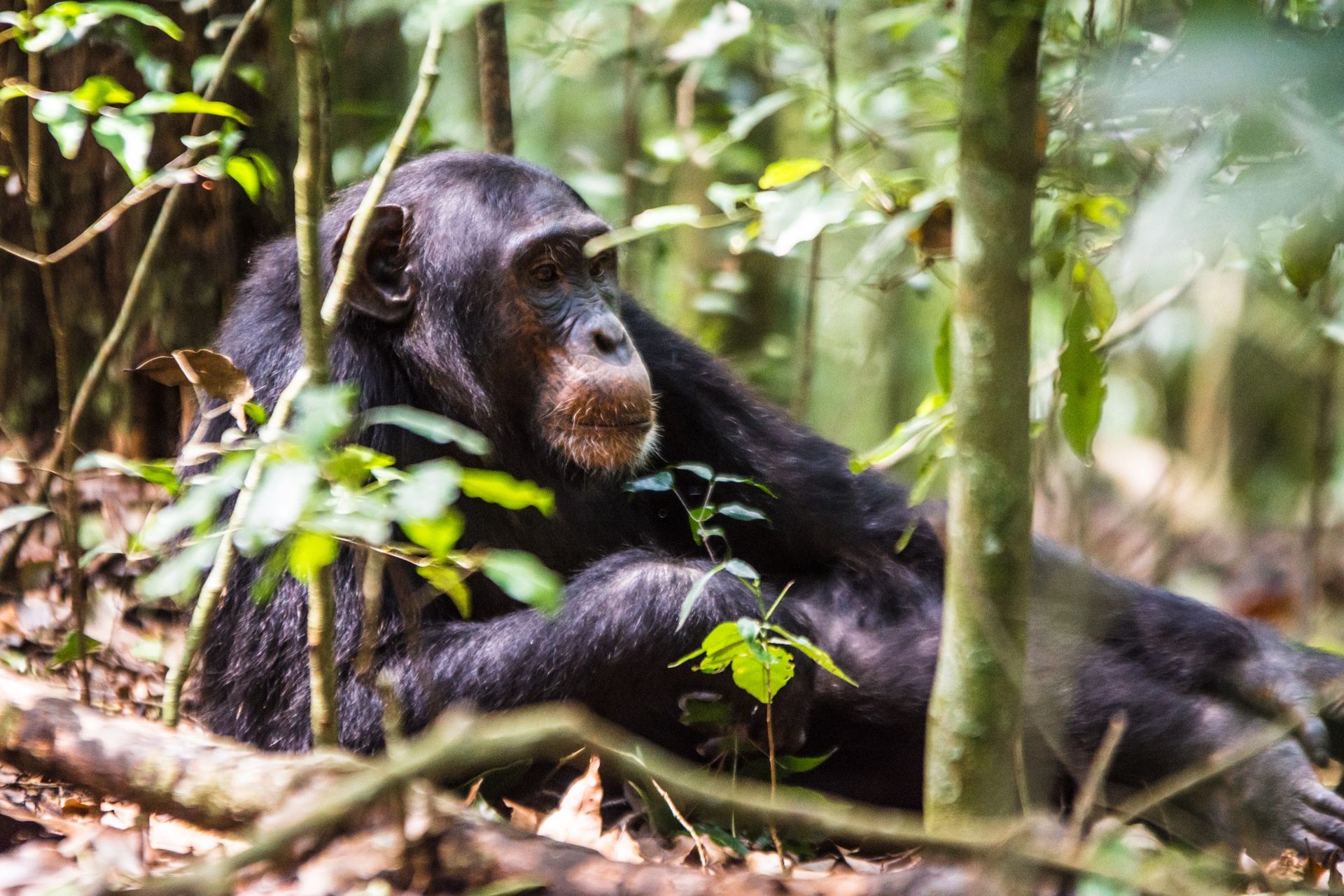 Chimpanzee resting on ground in a forest setting, looking to the left, surrounded by trees and foliage.