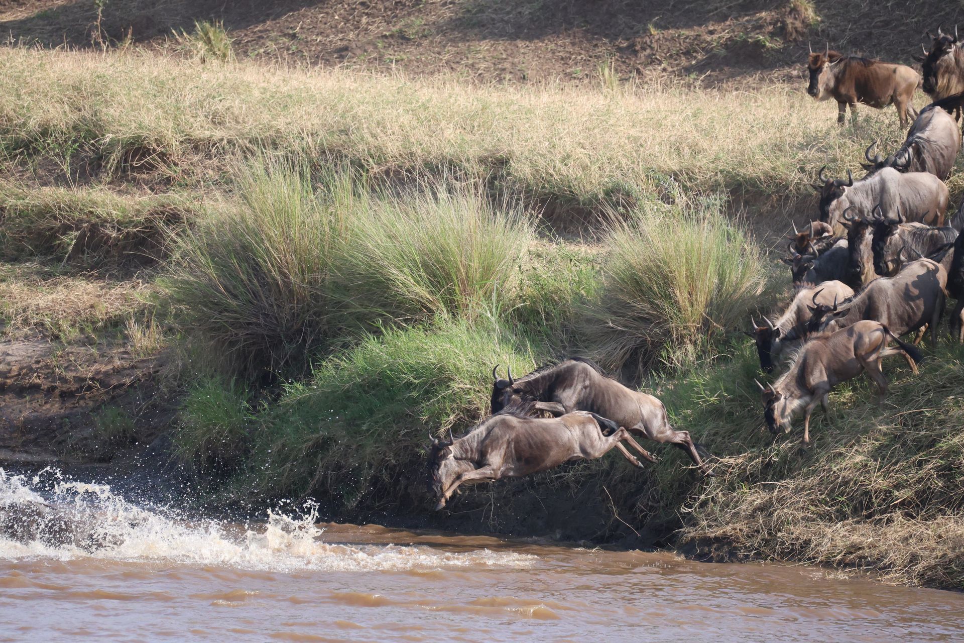 Wildebeest leaping into river, others watching on grassy bank.