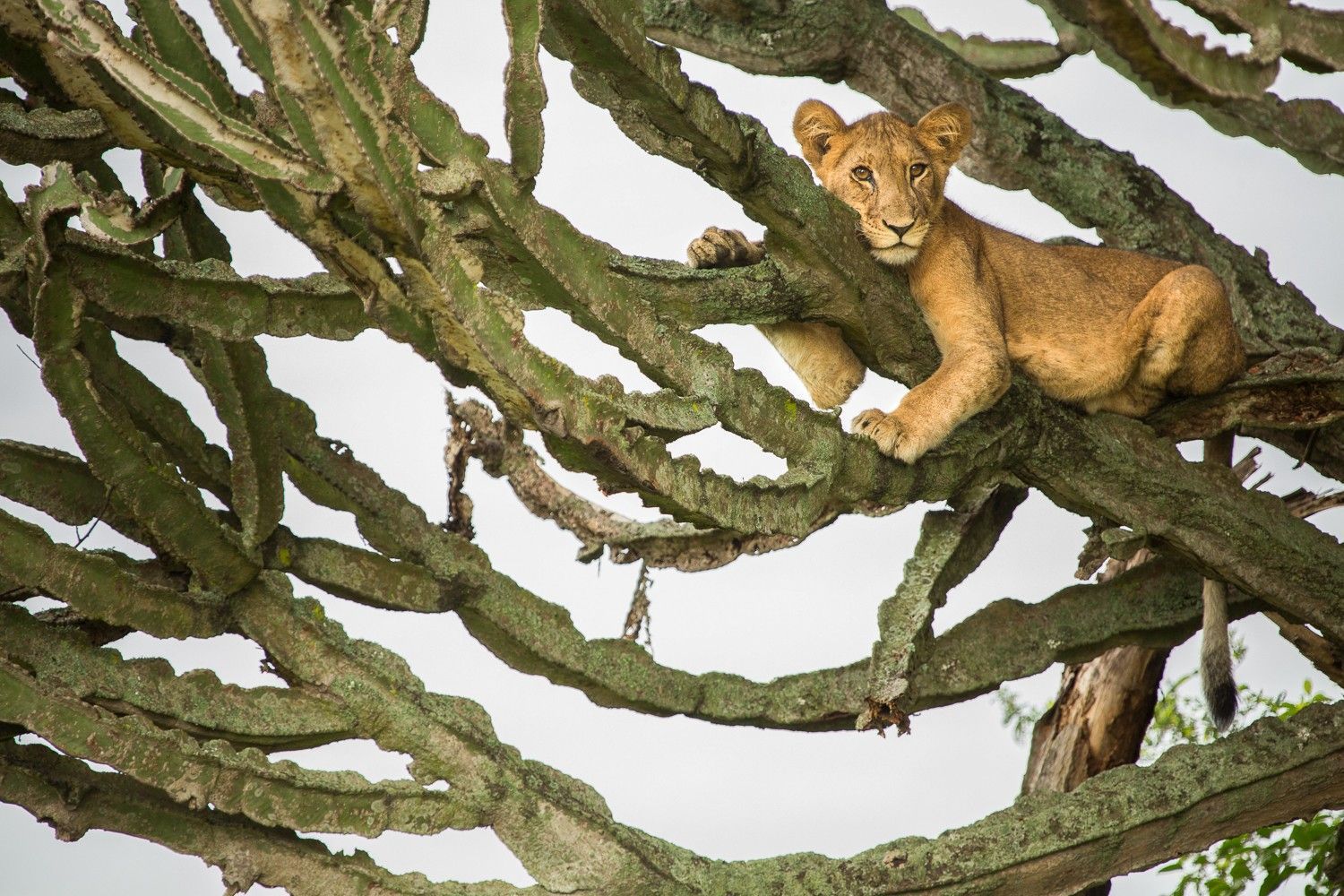 Lion cub perched in a tree, looking at the camera, orange fur, green branches, cloudy sky.
