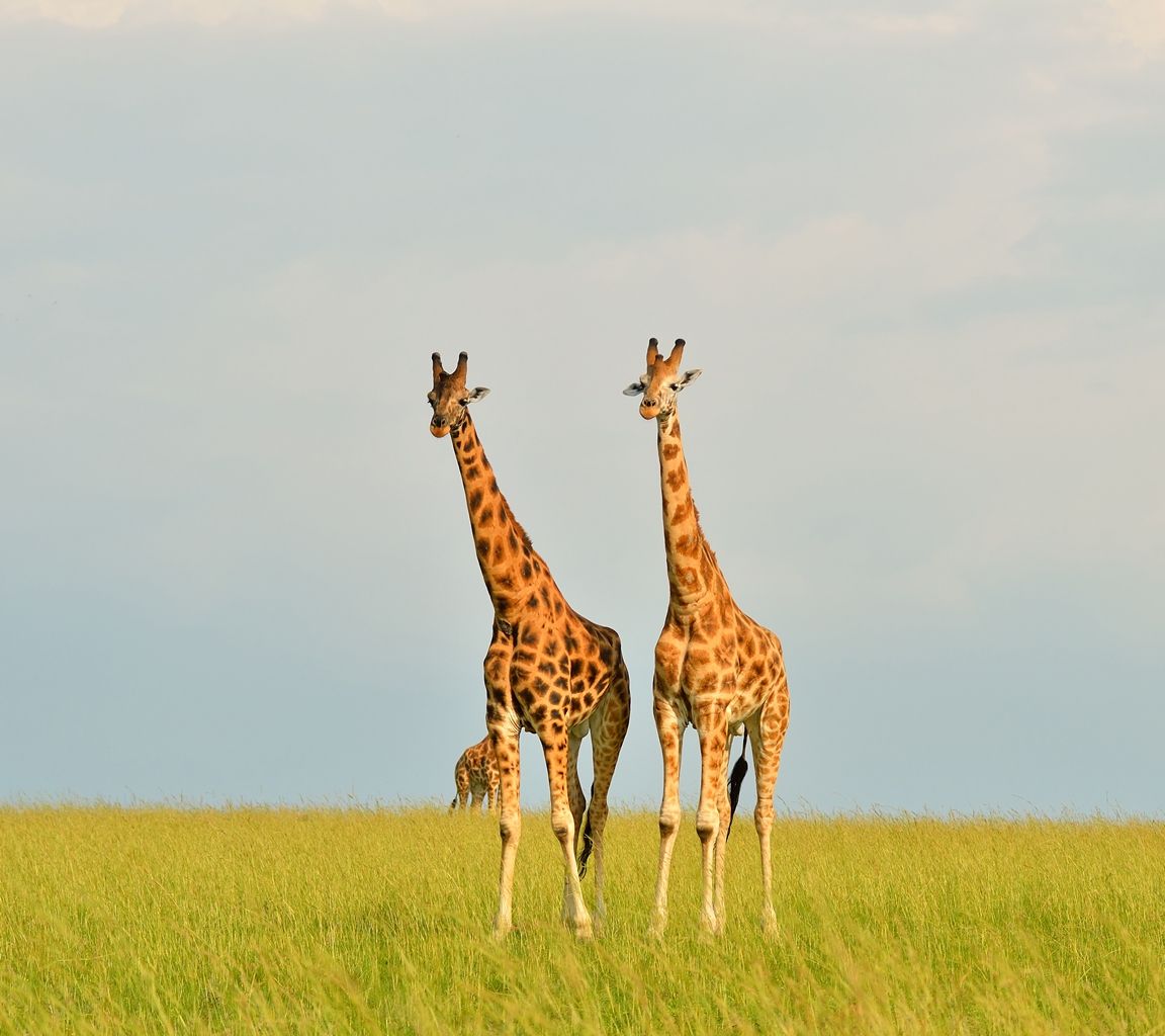 Two giraffes stand tall in a grassy field under a blue sky.