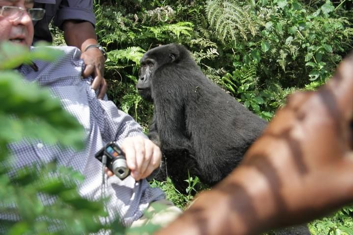 A dark-furred gorilla stands near people in a green forest setting.