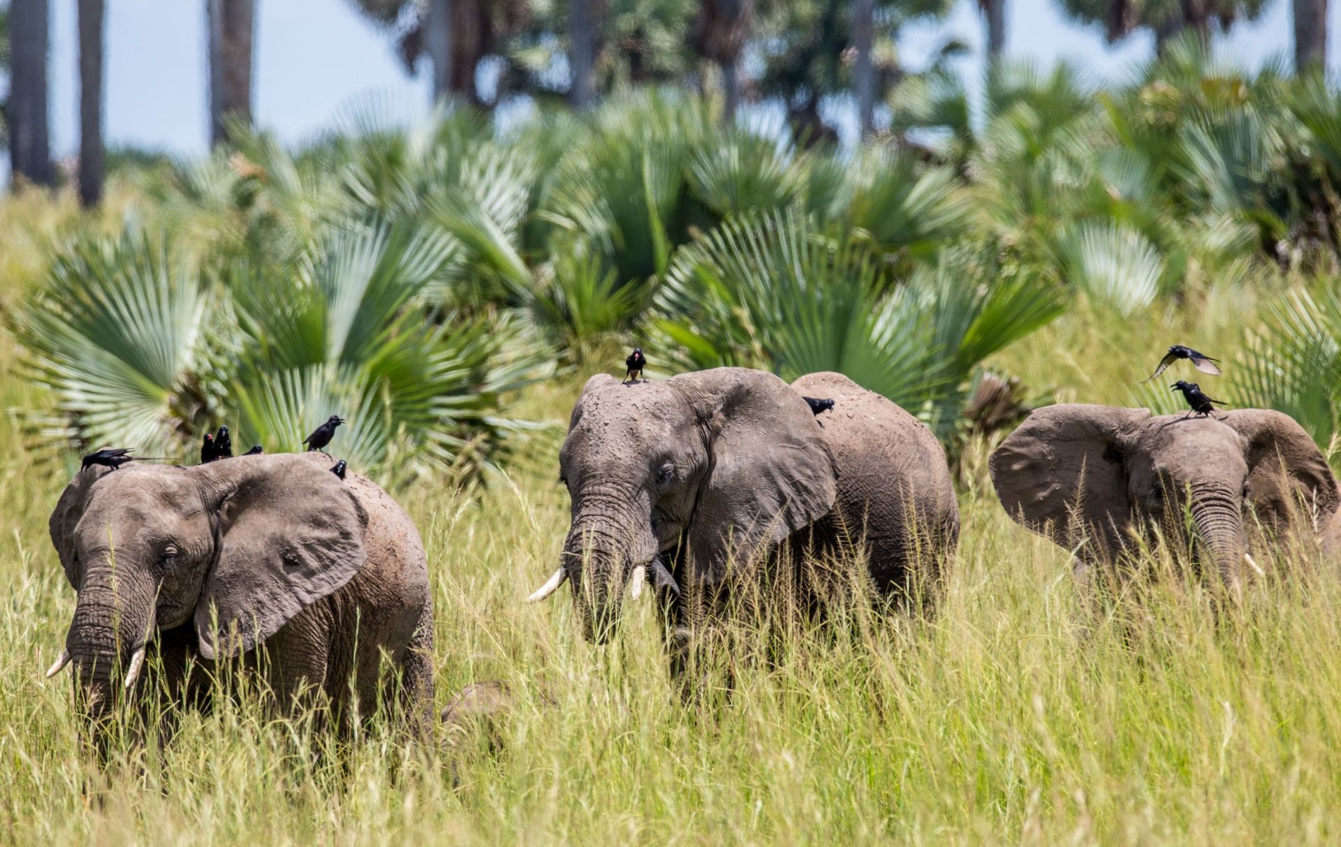 Three elephants walking through tall grass with birds on their backs; trees in background.