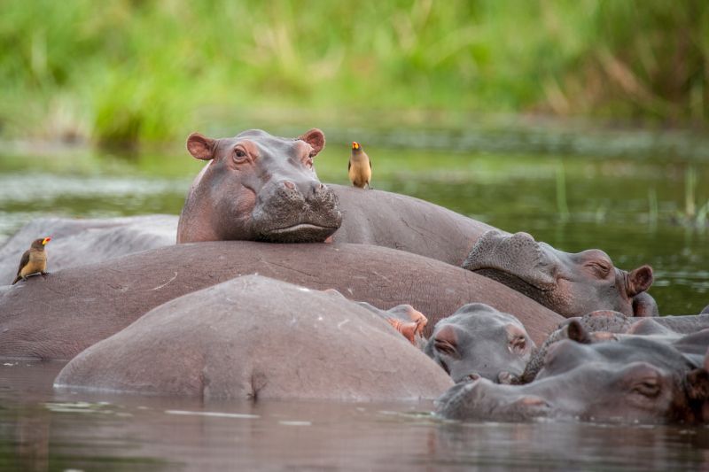 Hippos in water with small birds perched on their backs, green foliage in background.