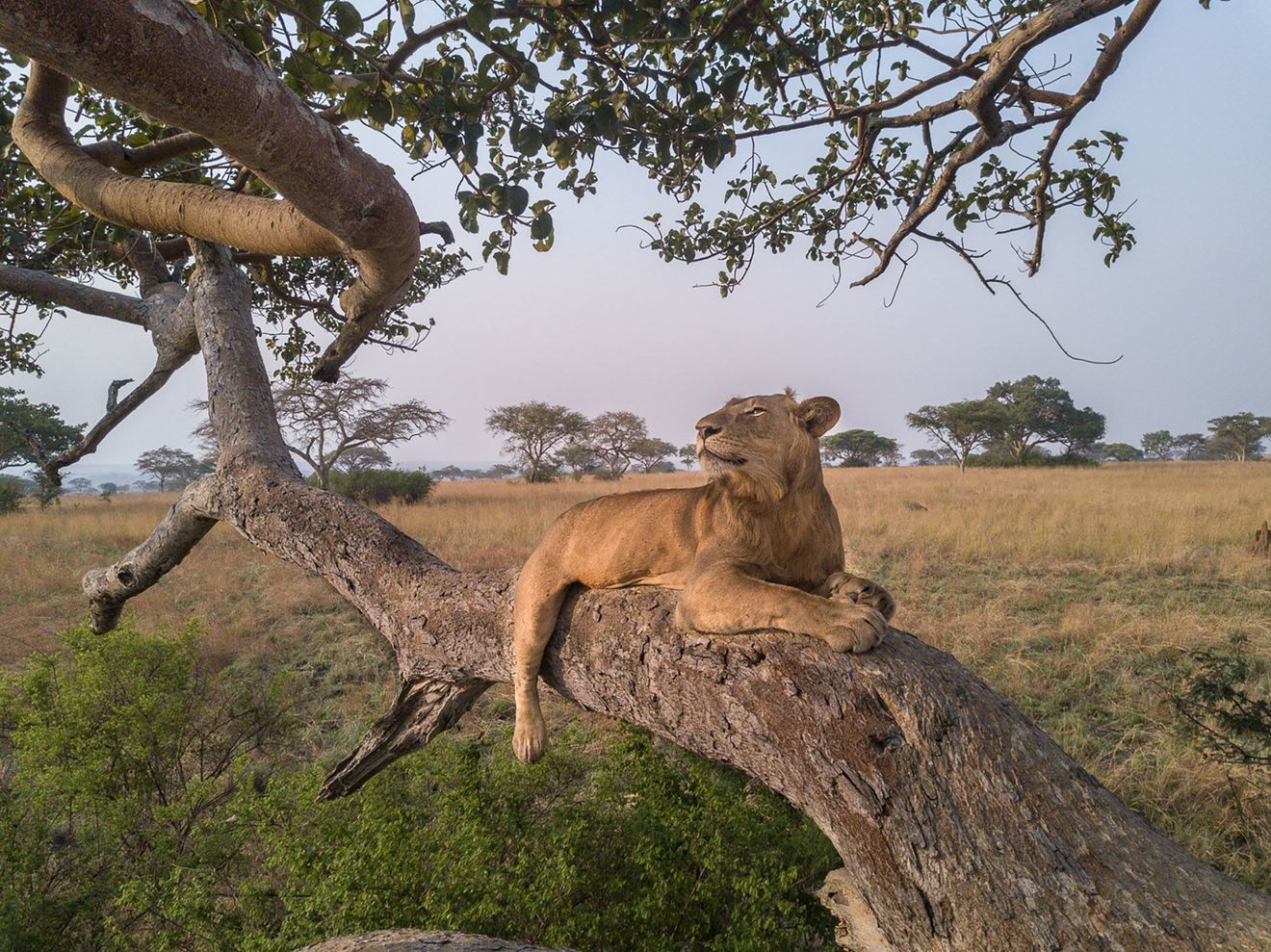 Lion cub resting on a tree branch in a savanna landscape.