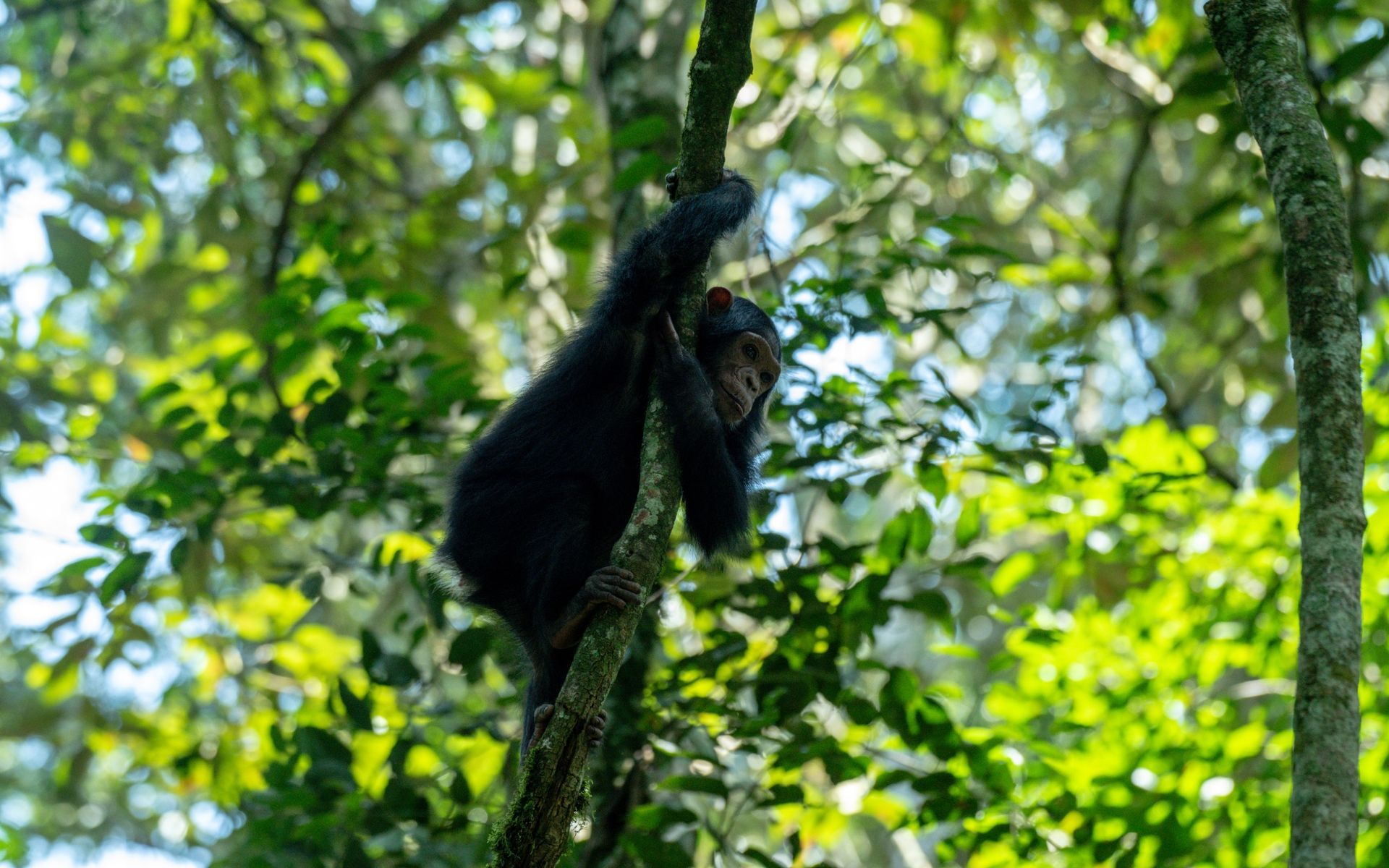 Nyungwe Forest National Park