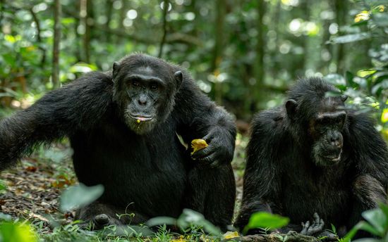 Two chimpanzees sitting in a forest, one holding food, dark fur, green foliage.