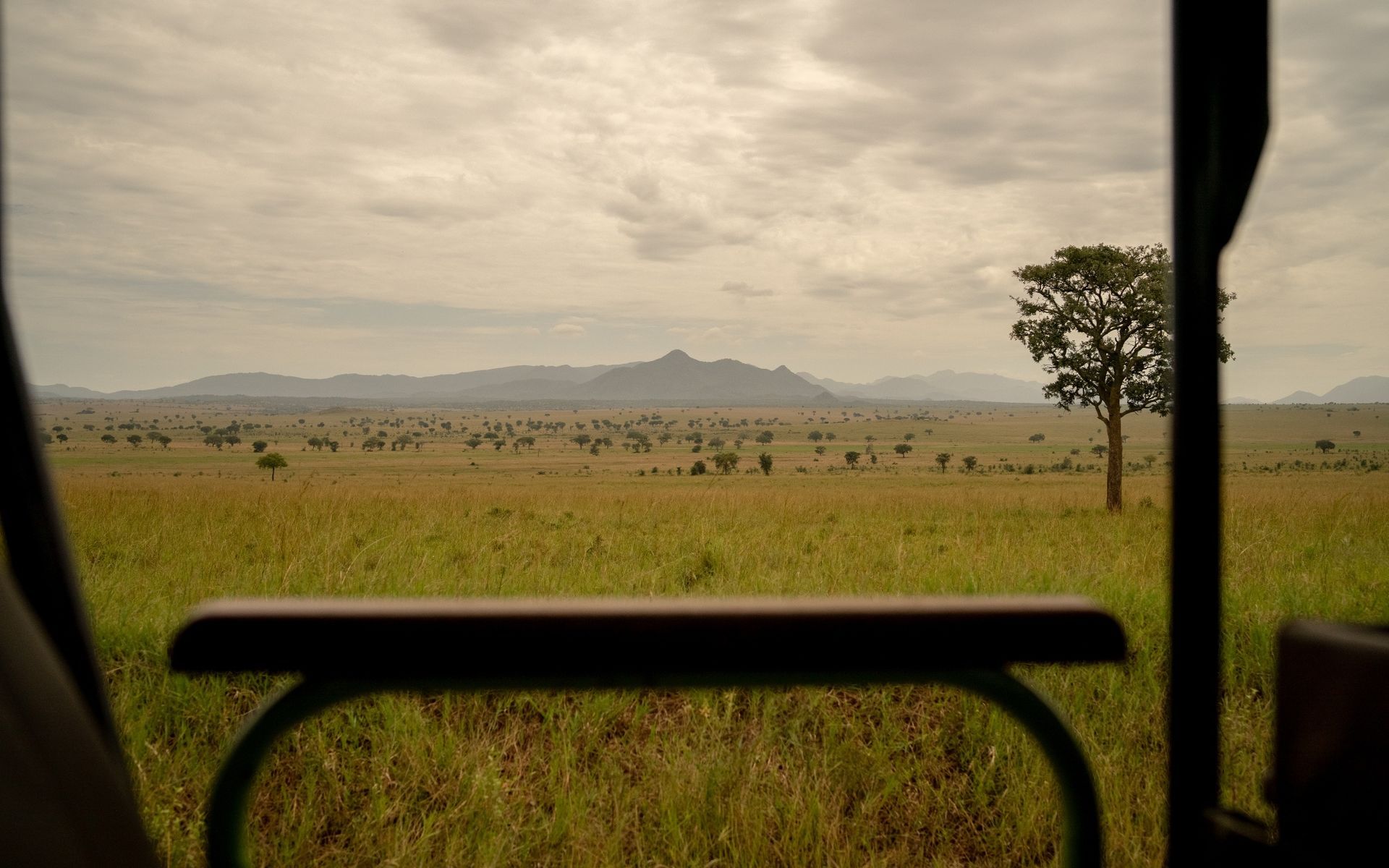 View from a safari vehicle of a grassy savanna with a lone tree and distant mountains under a cloudy sky.