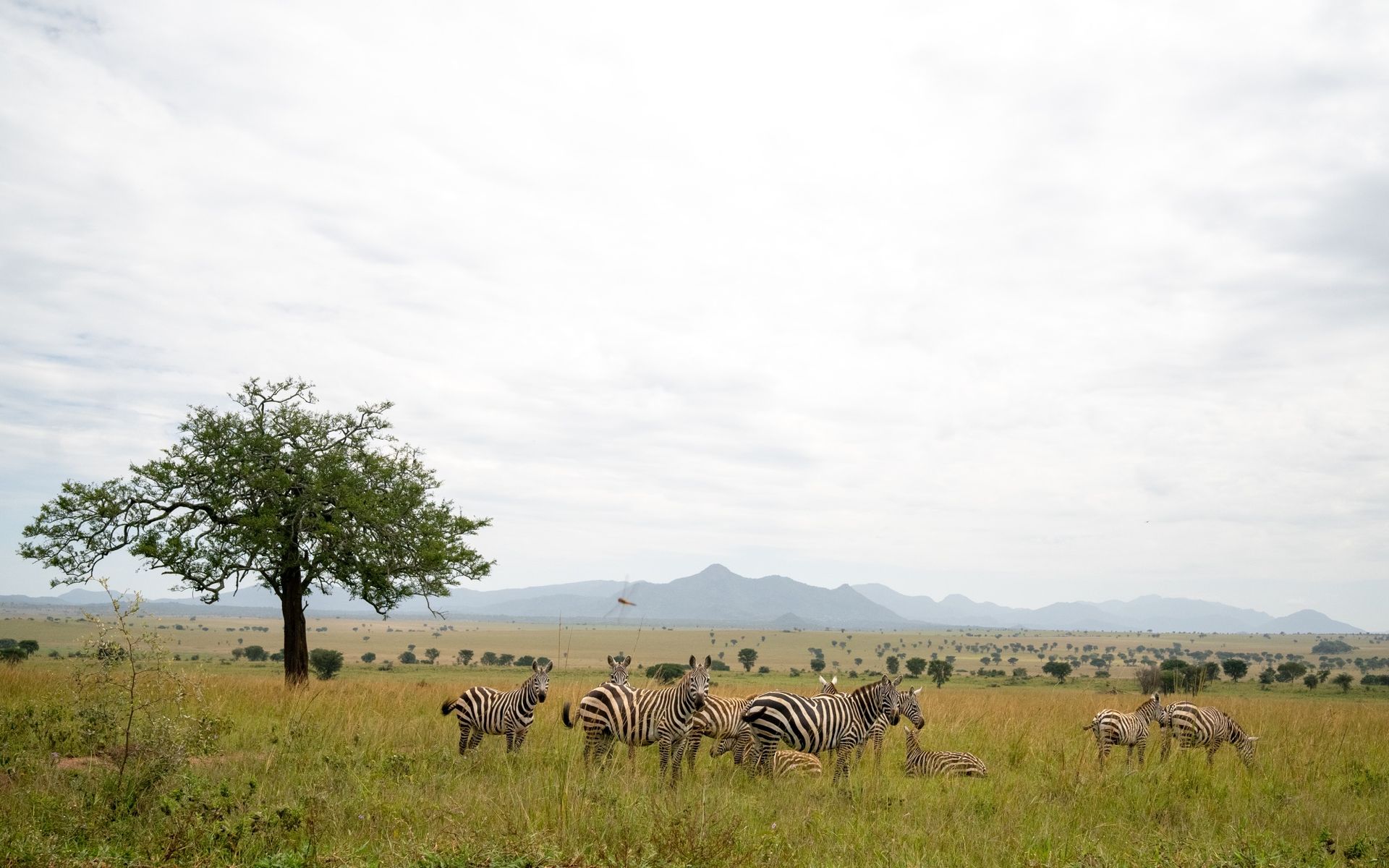 Zebras graze in a grassy savanna with a lone tree and mountains under a cloudy sky.