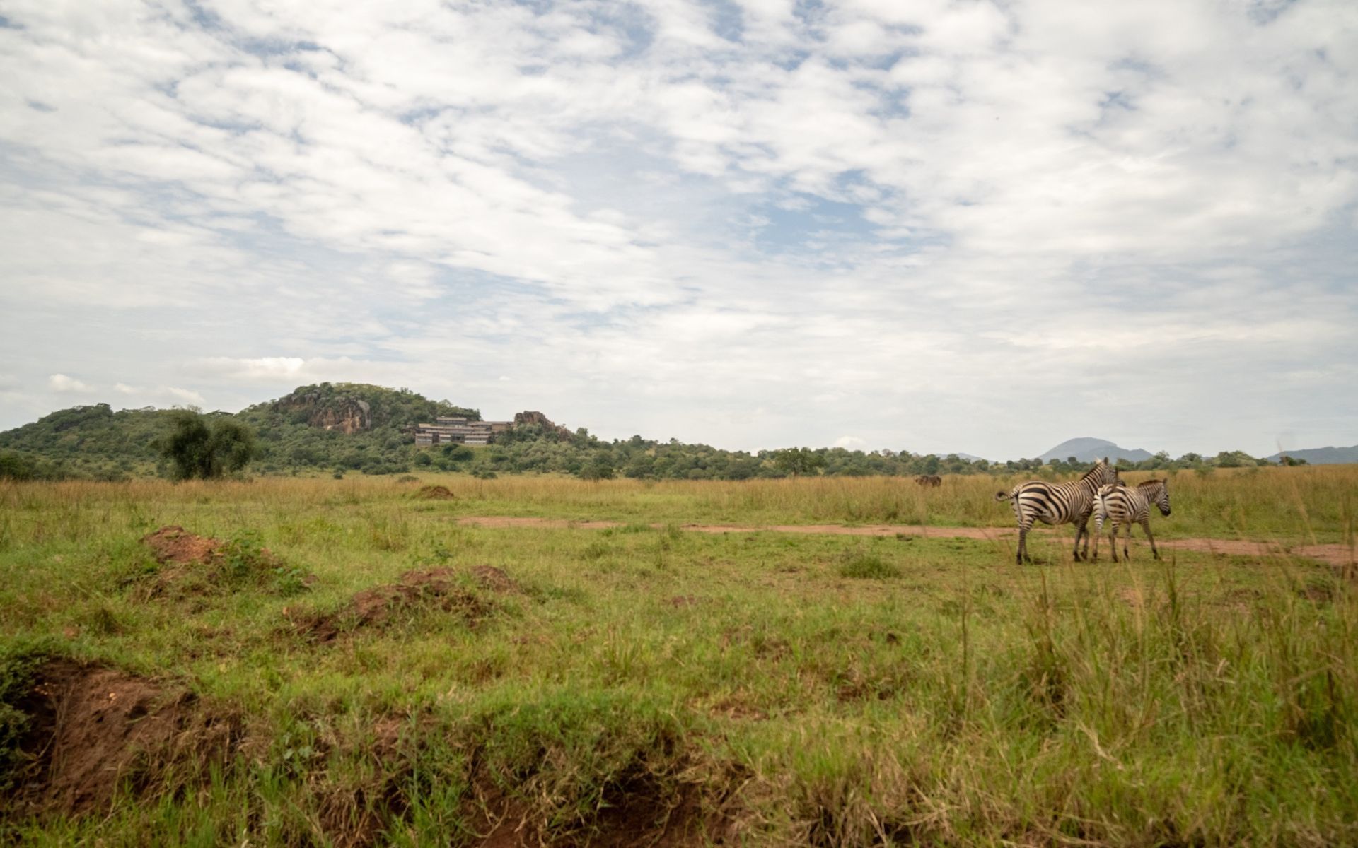 Grassy savanna landscape with two zebras, hills, and a cloudy sky.