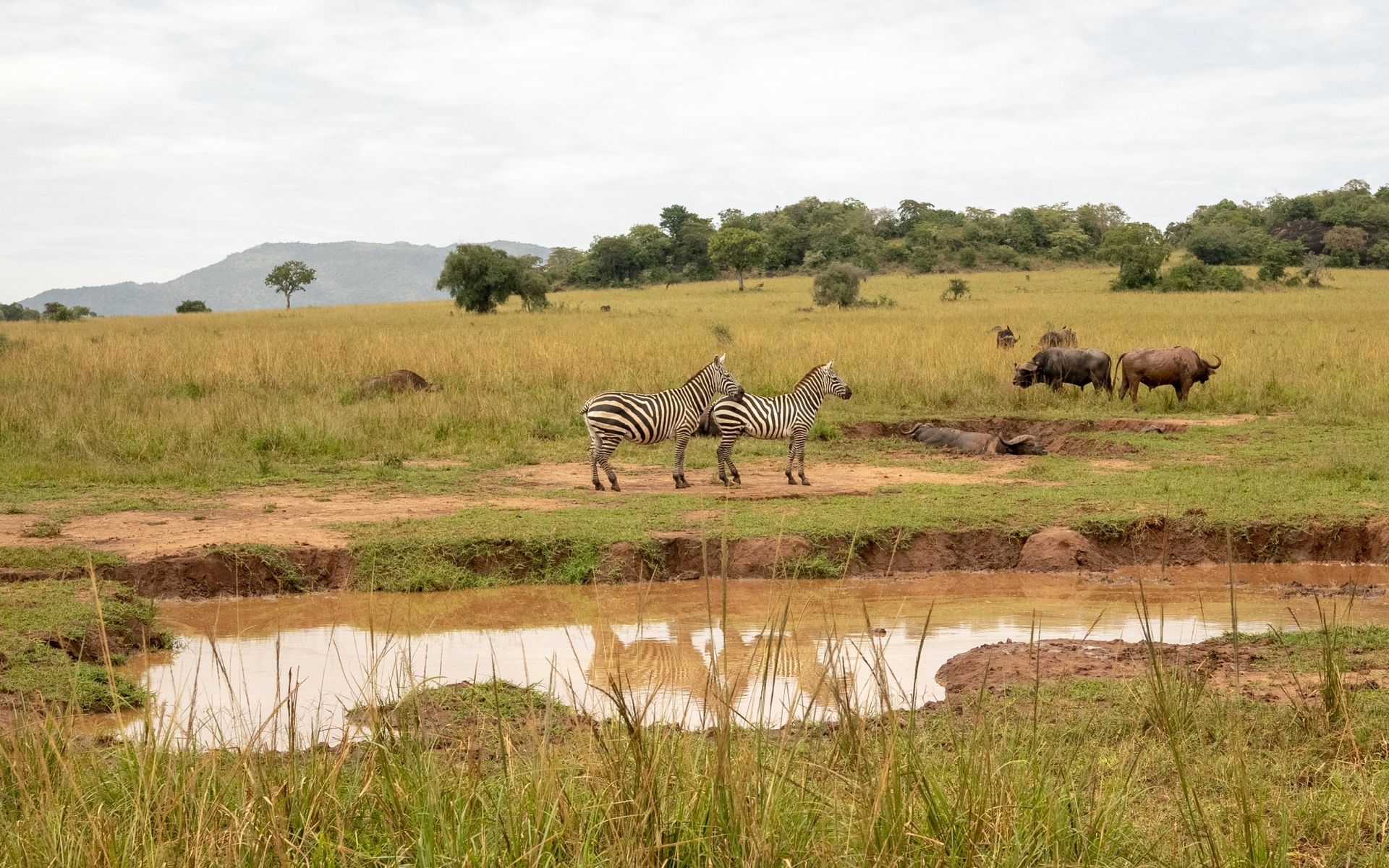Zebras near watering hole with grazing buffalo, savanna landscape.
