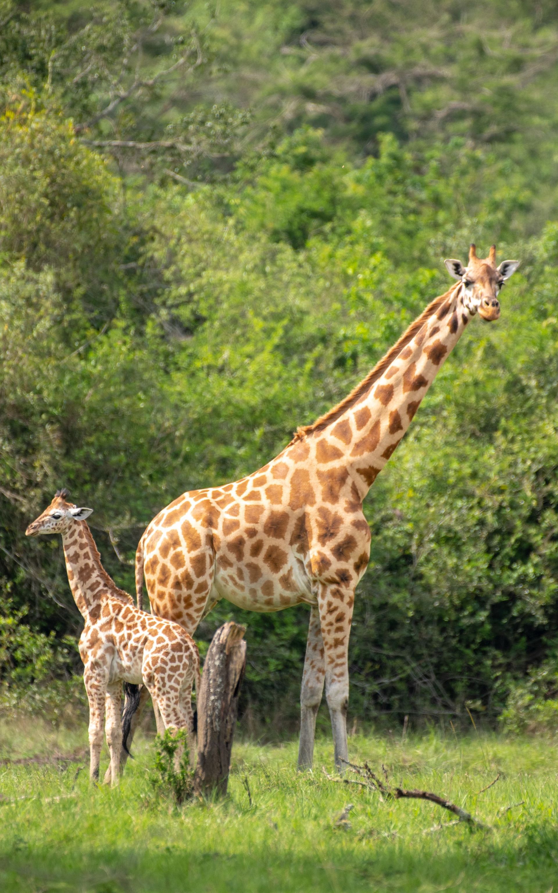 Giraffe and calf standing in a grassy area with green foliage in the background.