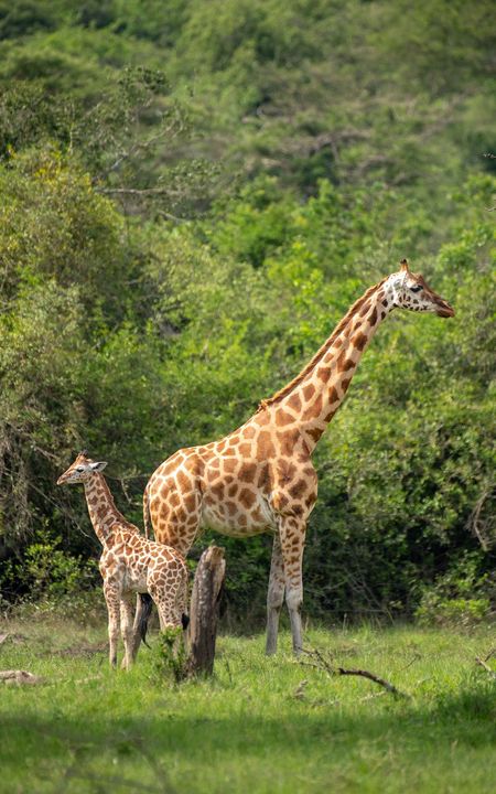Giraffe calf and adult stand in a grassy clearing surrounded by green foliage.