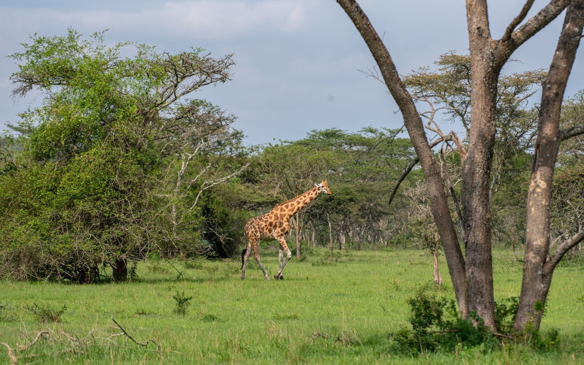 Giraffe walking in a grassy field with trees. Sunlight and shadows create a bright, sunny setting.