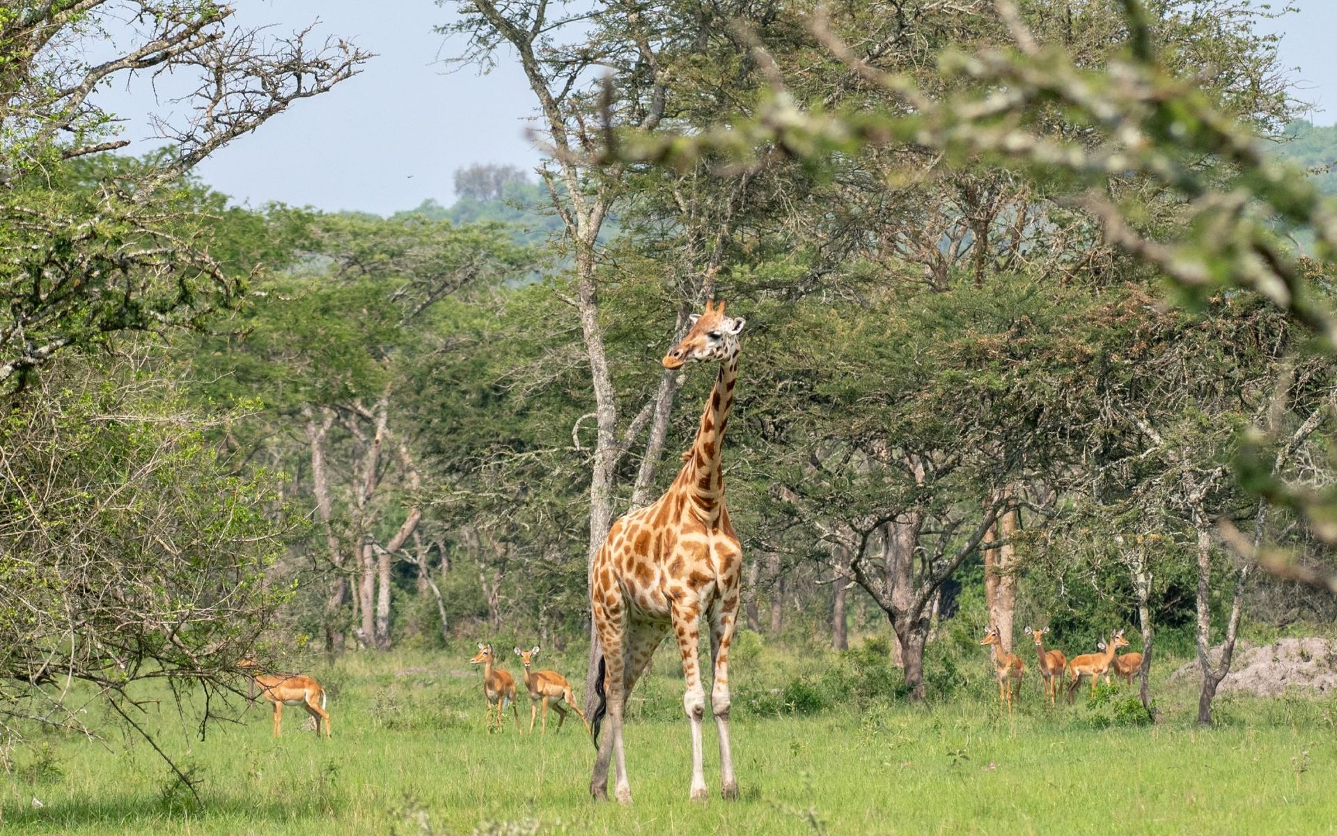 Giraffe reaching for leaves, surrounded by gazelles in a green savanna.