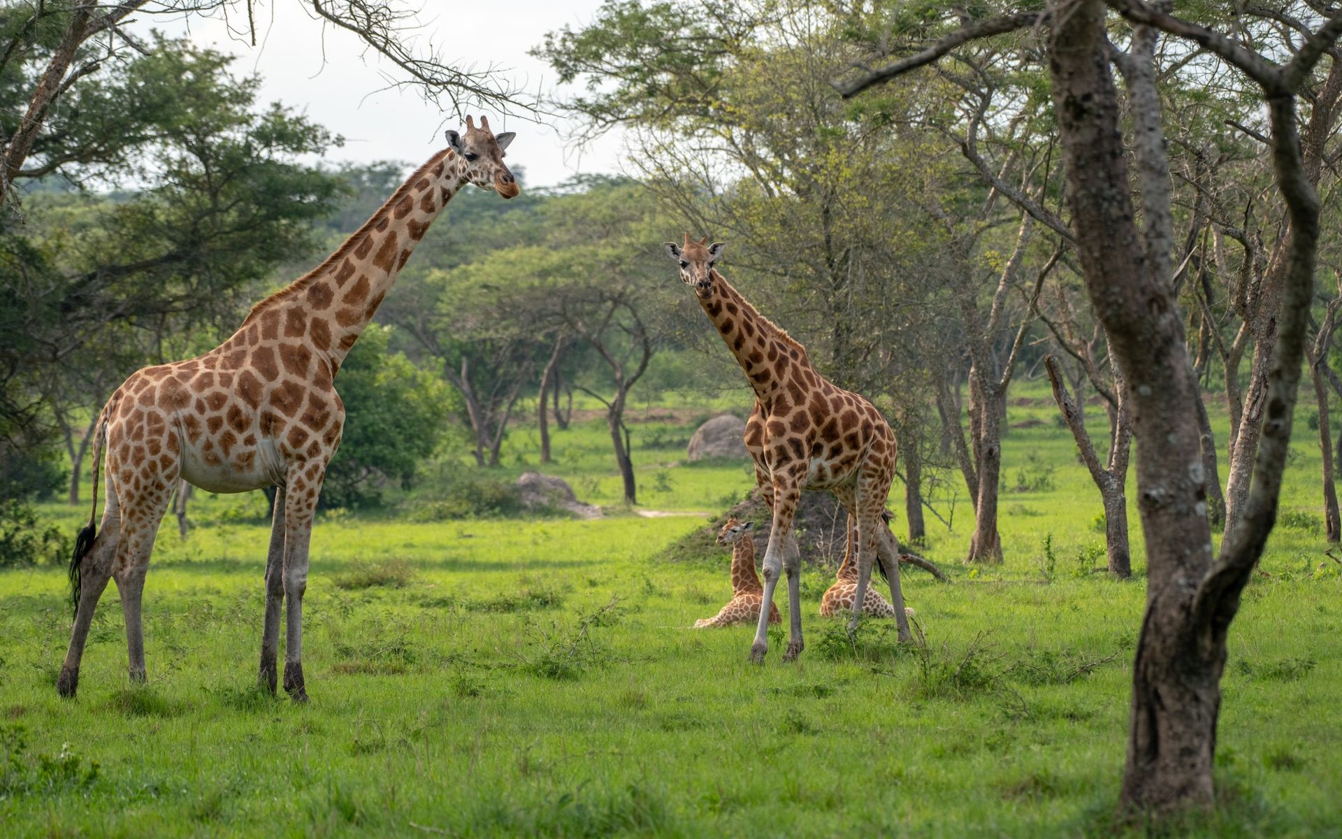 Tsavo East & West National Parks