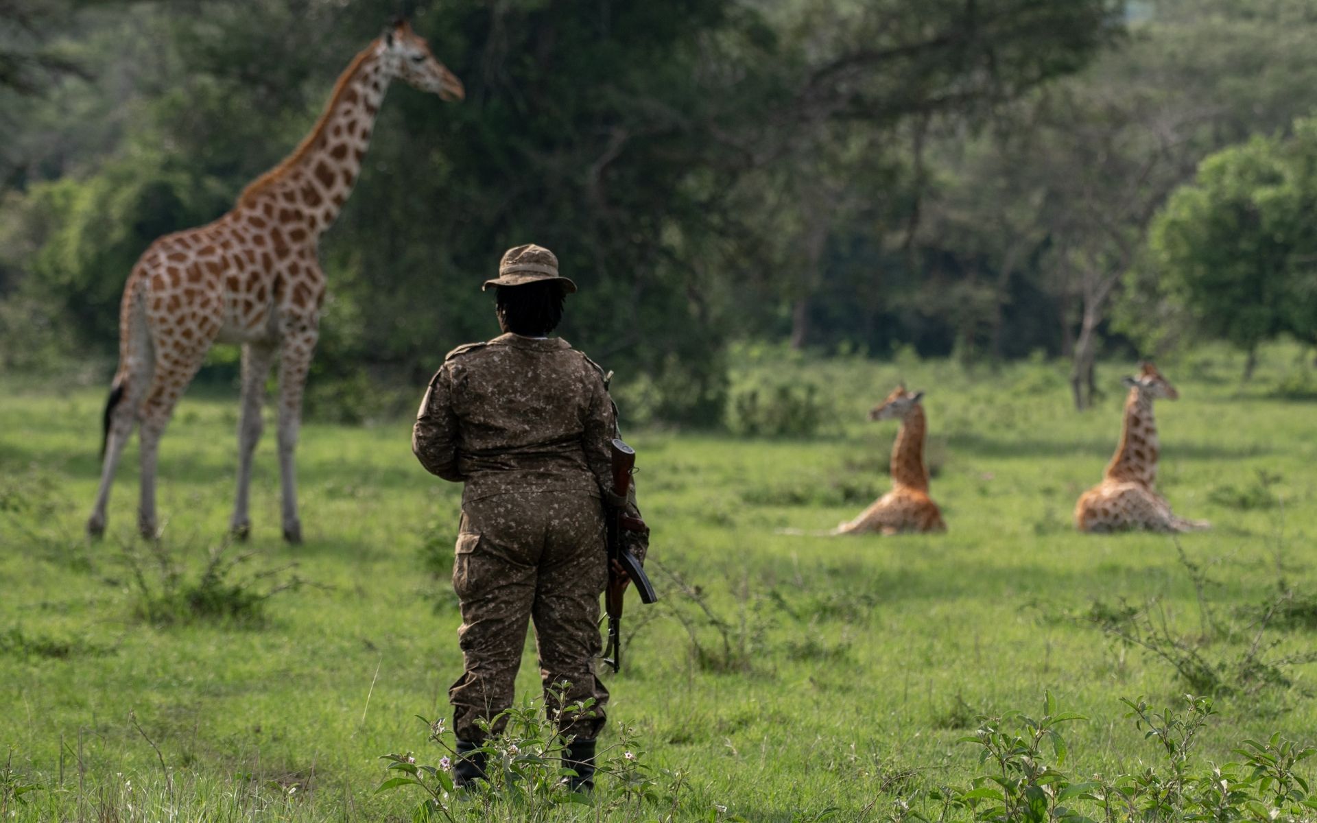 A person in camouflage stands guard in a field with a giraffe and two reclining baby giraffes.