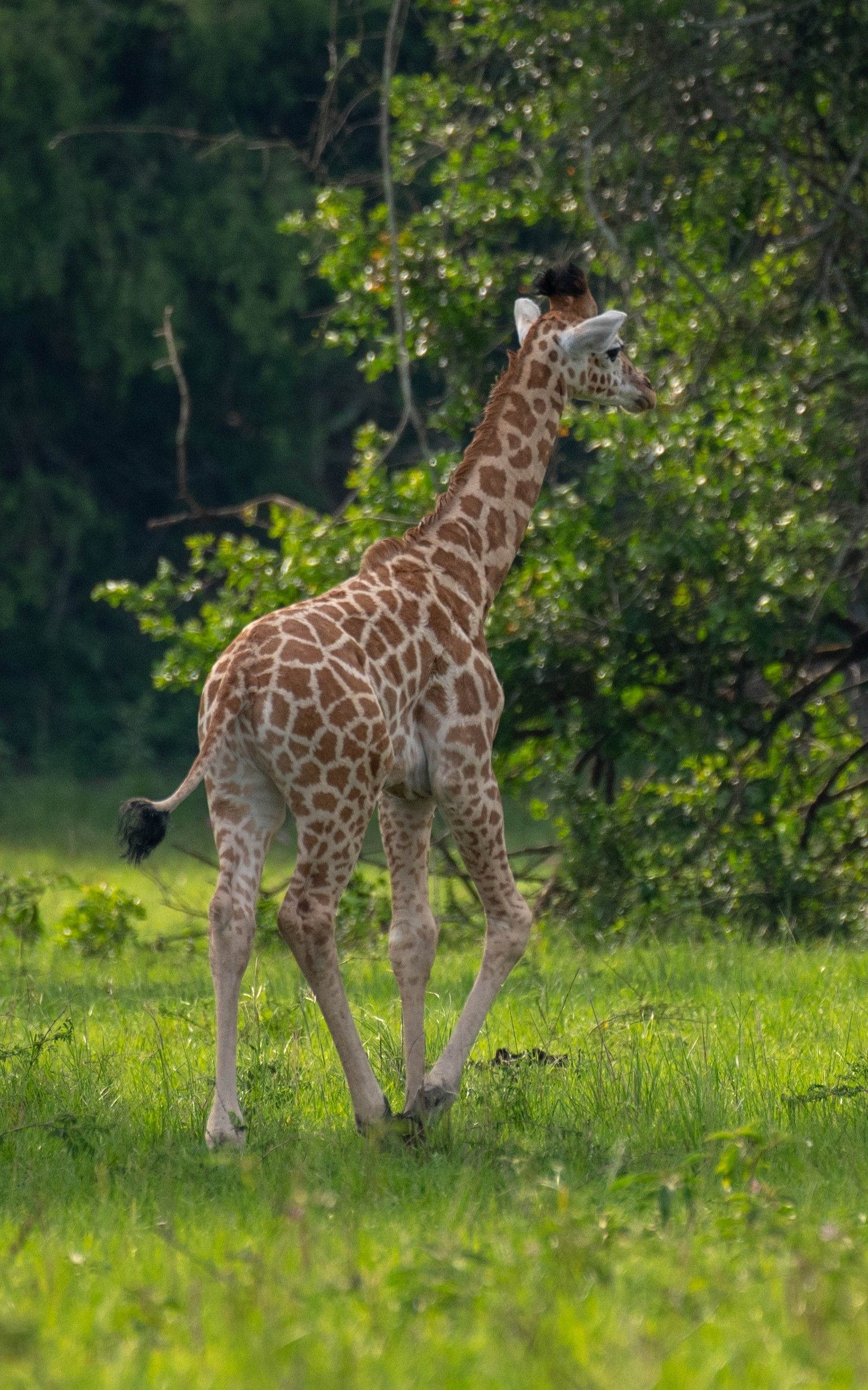 Young giraffe walking on green grass towards a leafy tree.