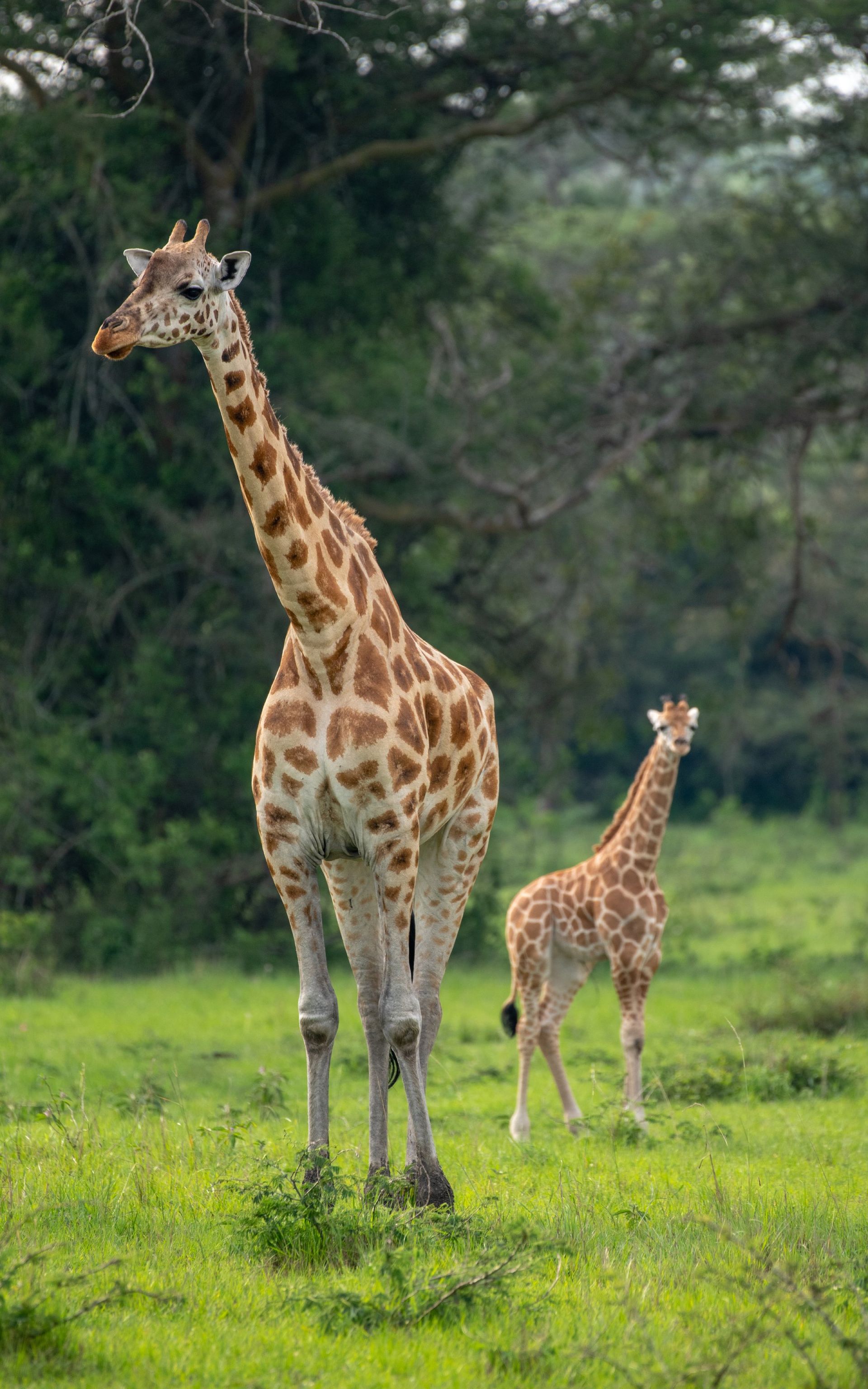 Adult giraffe and calf stand in a grassy field. The adult towers over the young giraffe, with trees in the background.