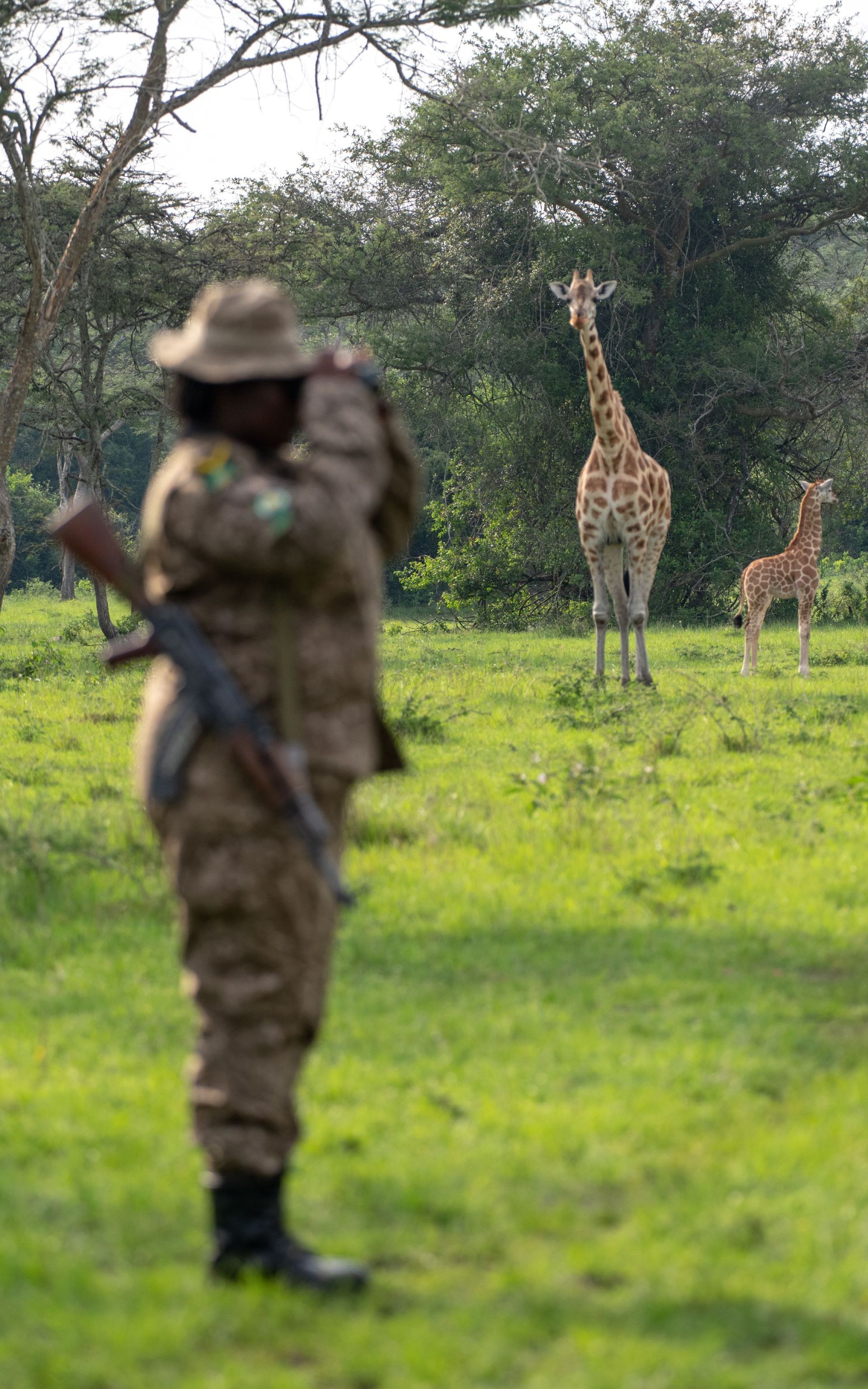 Ranger with rifle uses binoculars, observing giraffes in a grassy field.