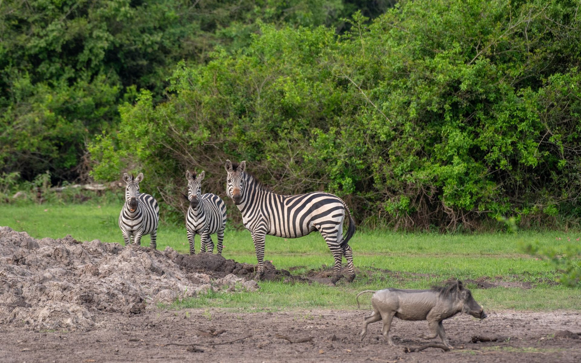 Lake Mburo National Park