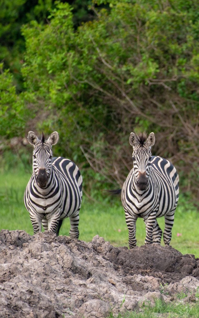 Two zebras with black and white stripes standing on a dirt mound, green foliage in the background.