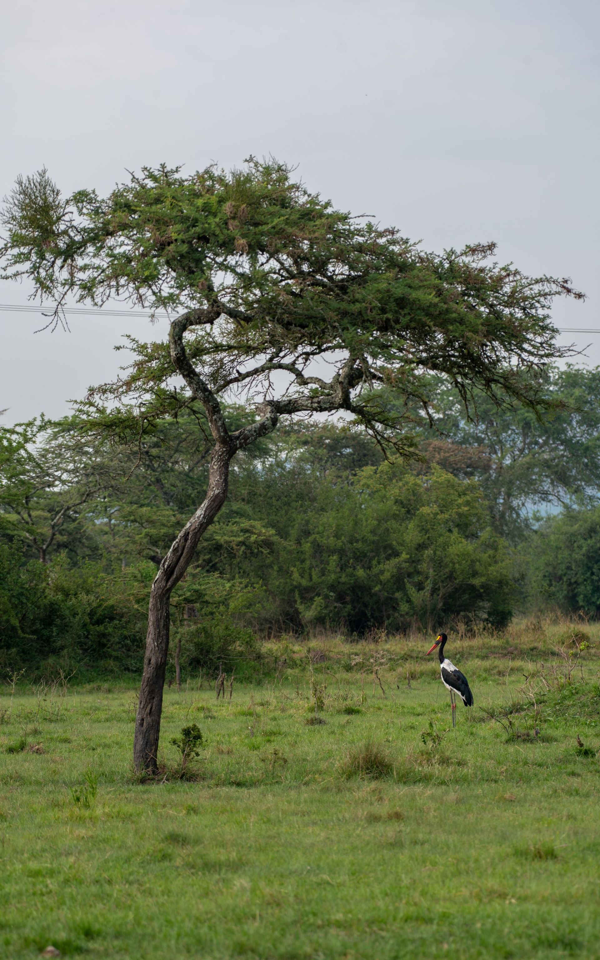 Tree in grassy field with a stork.