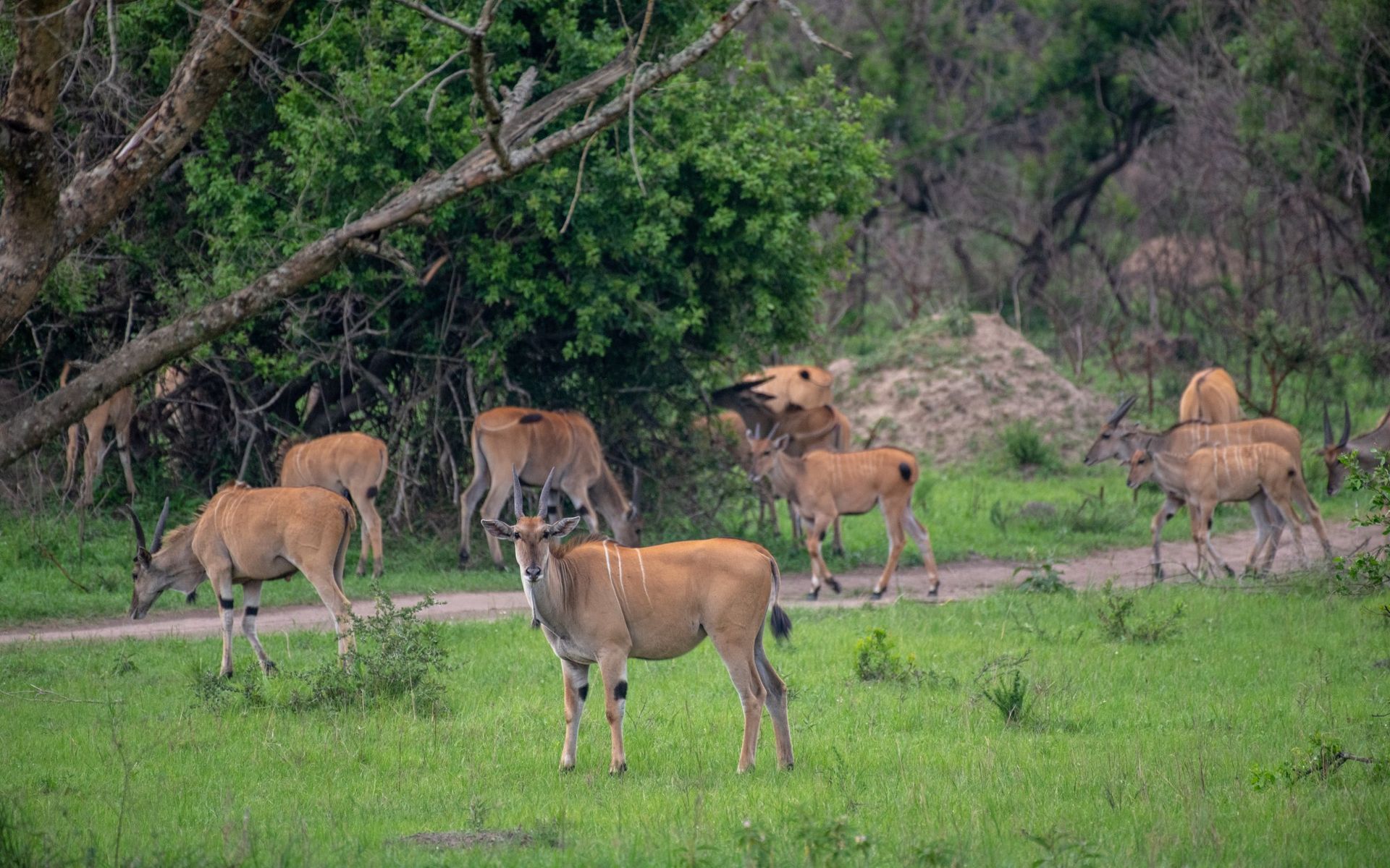 Sehlabathebe National Park