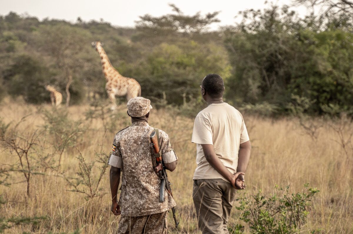 Two men in field gear watch giraffes in savanna.