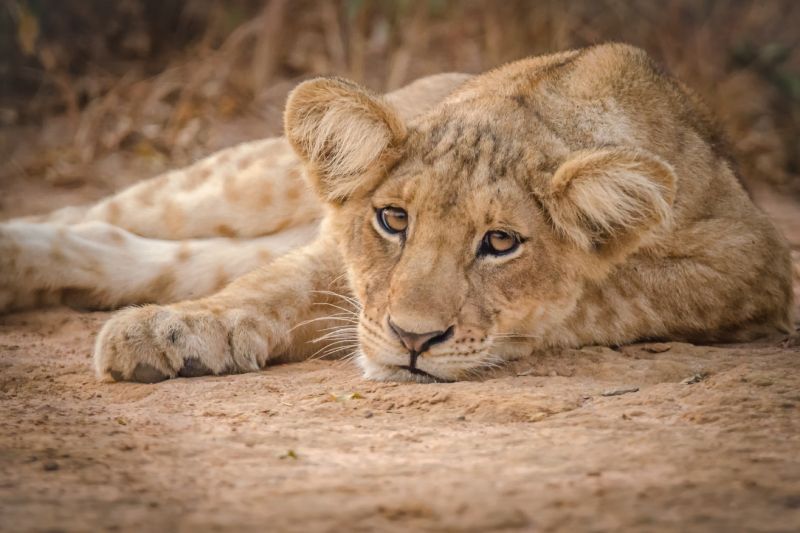 Lion cub resting on dirt, brown fur, attentive gaze.