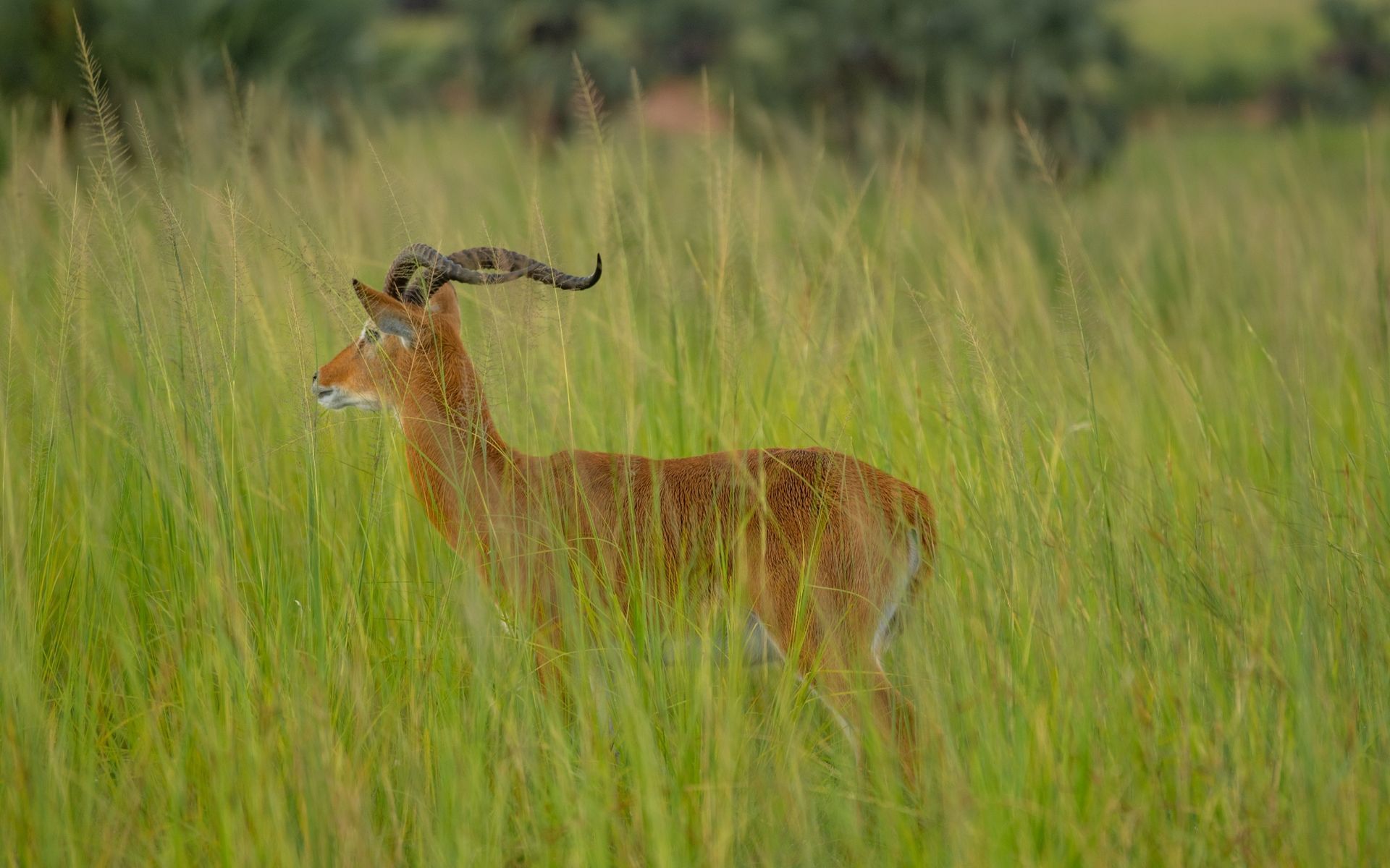 Red lechwe antelope with curved horns in tall green grass.