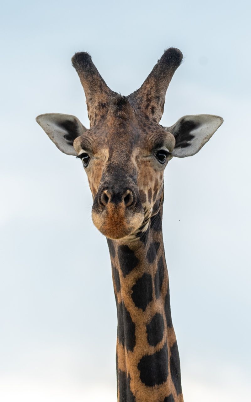Giraffe with brown spots and long neck, looking forward with a slight wince, against a light blue sky.