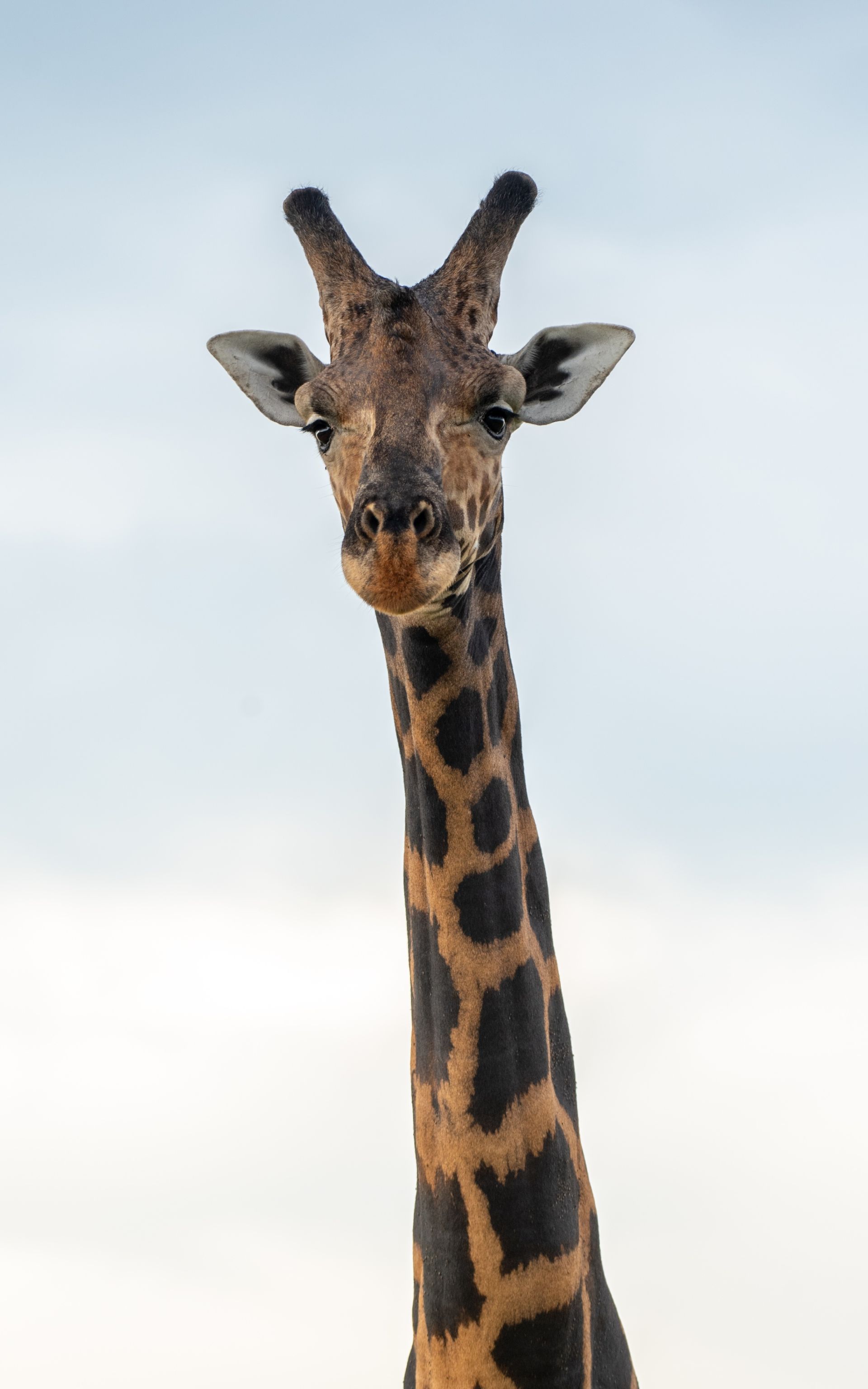 Giraffe with long neck and spotted pattern against a pale blue sky.