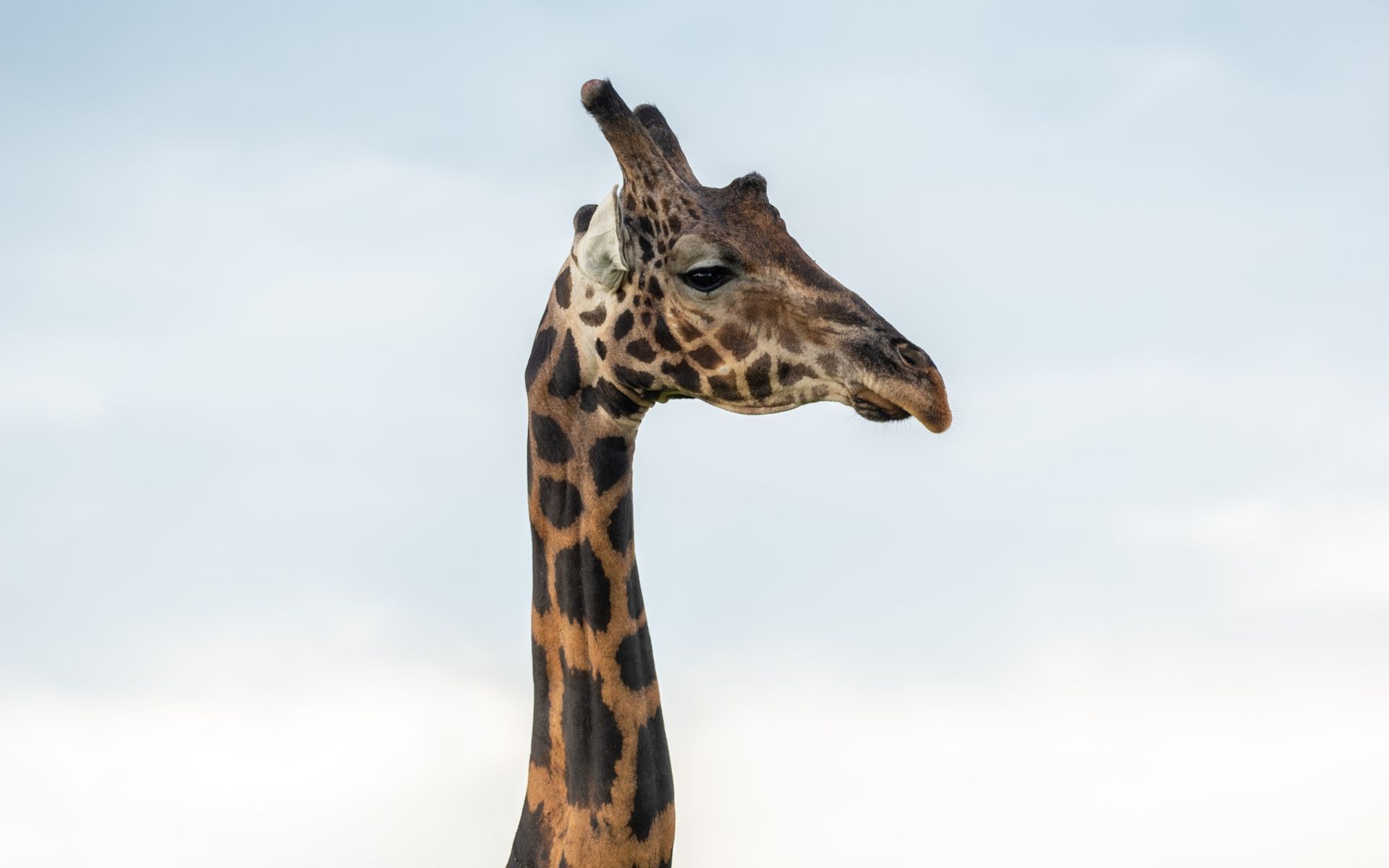 Giraffe head and long neck with brown patches against a light blue sky.