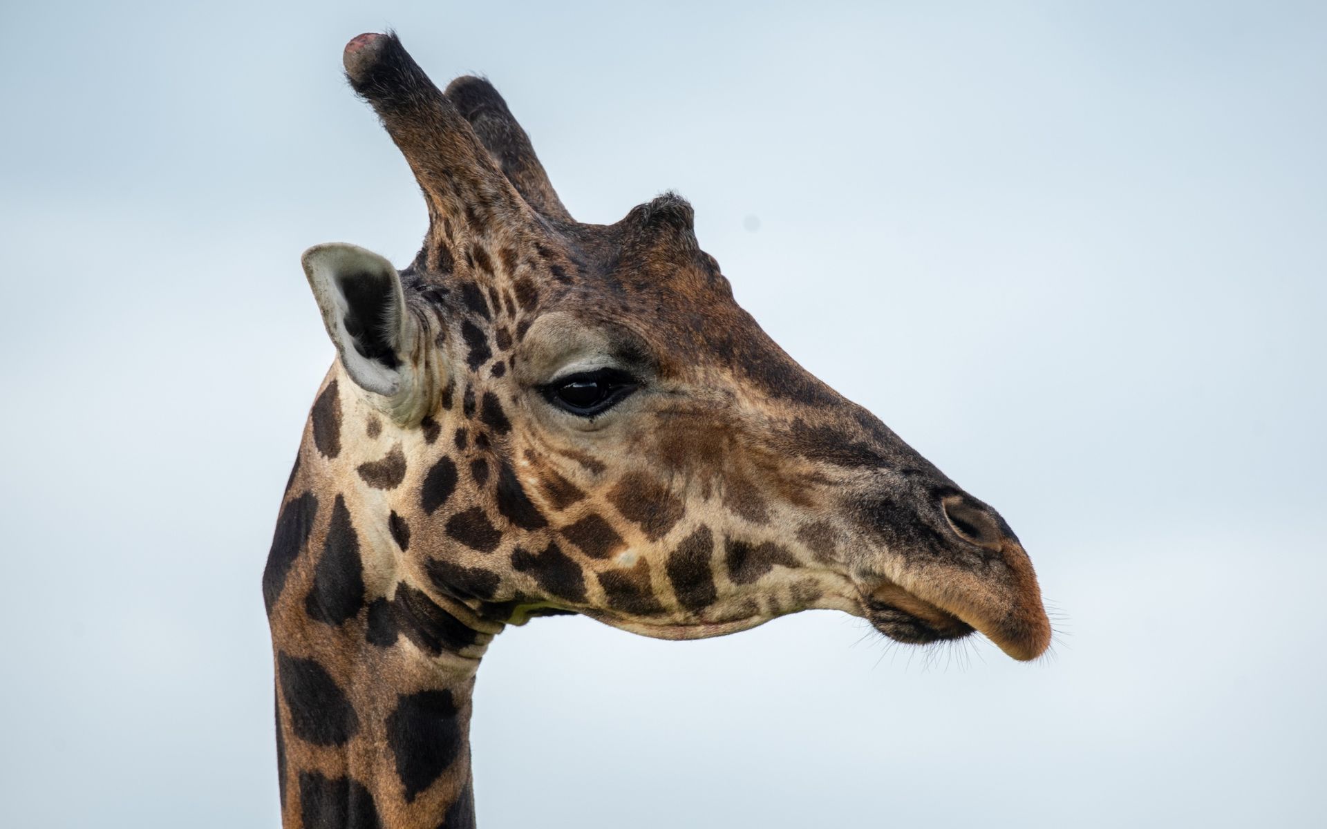Giraffe head and neck with brown spots against a cloudy sky.